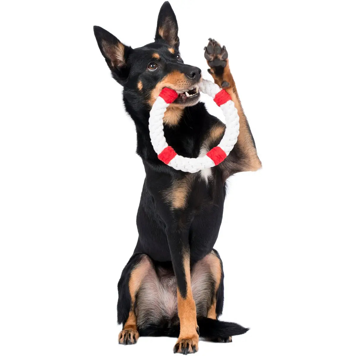 Ahoy LABONI - Spielzeug-Set für Hunde