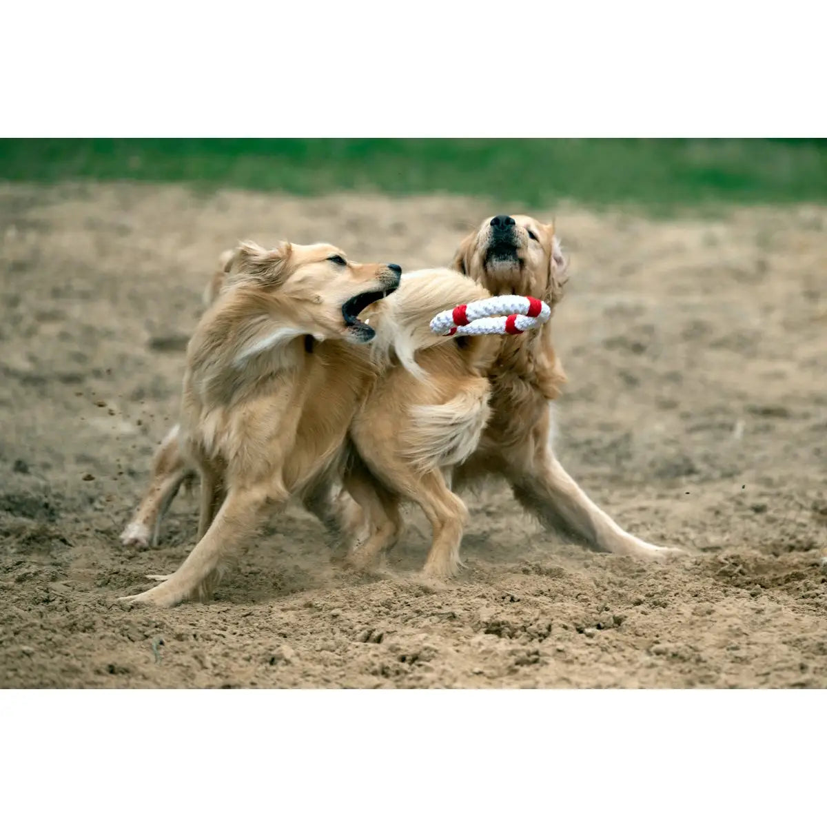 Ahoy LABONI - Spielzeug-Set für Hunde