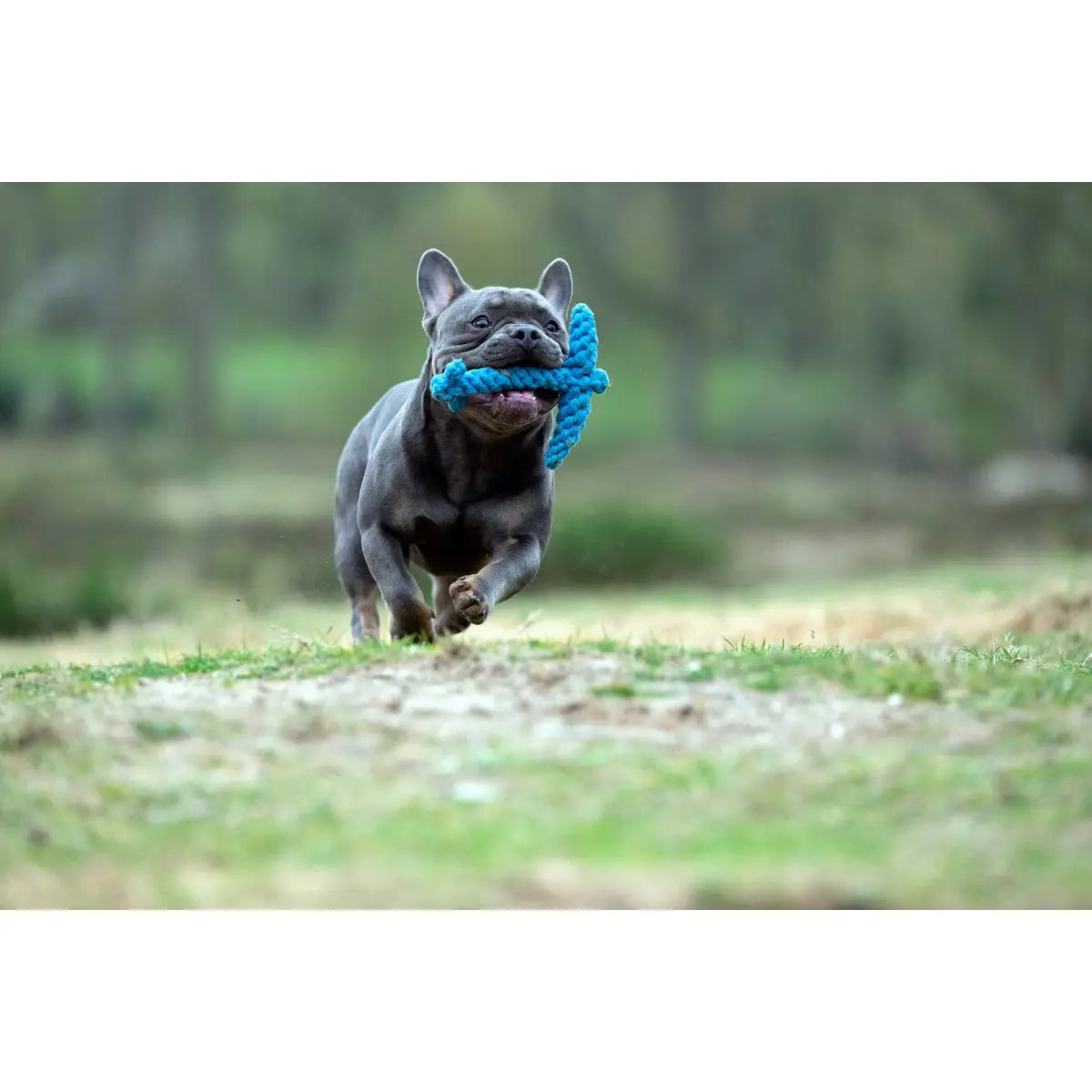 Ahoy LABONI - Spielzeug-Set für Hunde