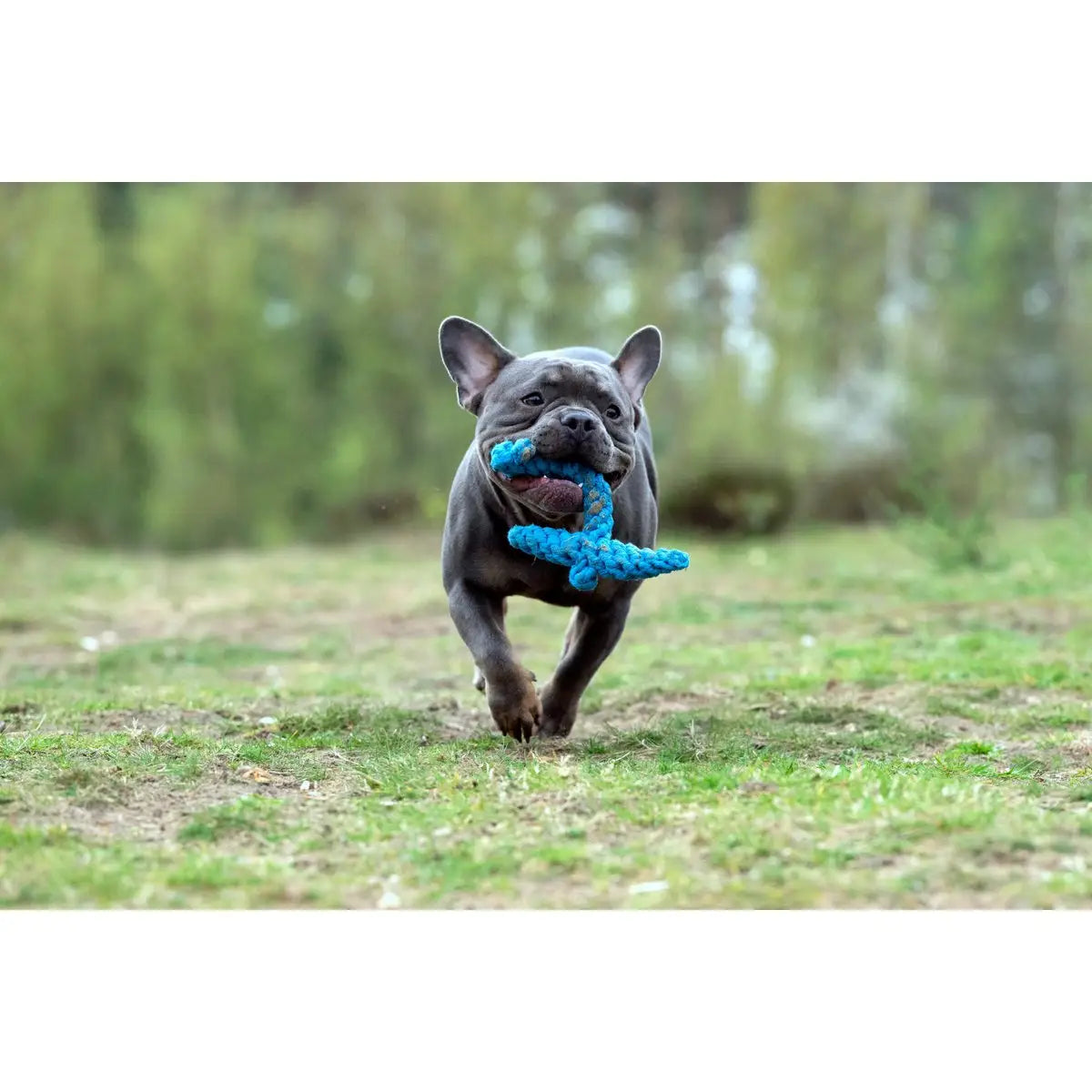 Ahoy LABONI - Spielzeug-Set für Hunde