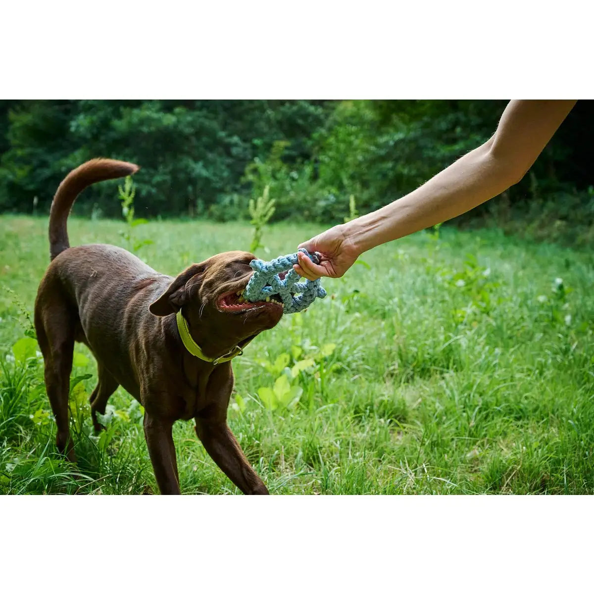 Ahoy LABONI - Spielzeug-Set für Hunde