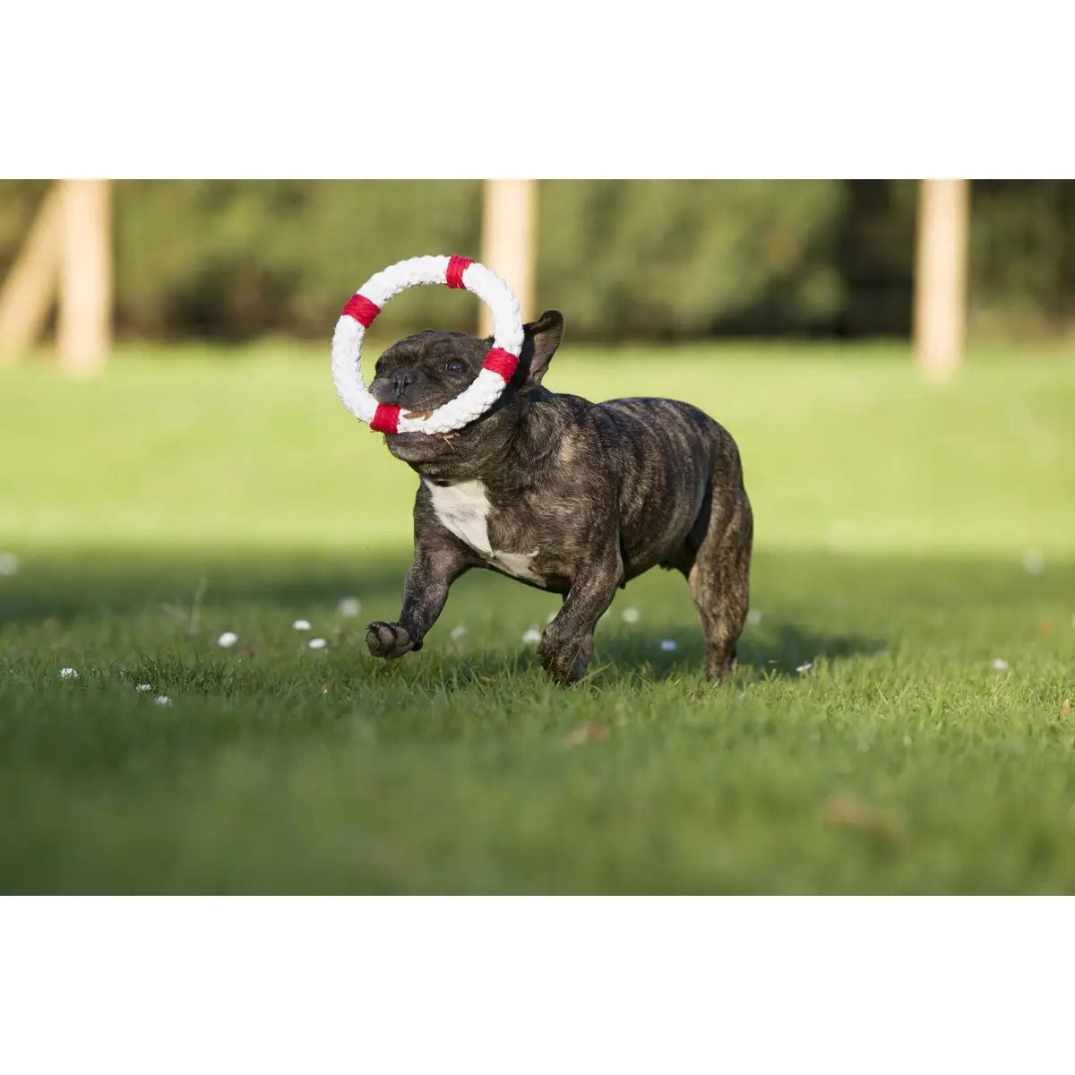 Ahoy LABONI - Spielzeug-Set für Hunde