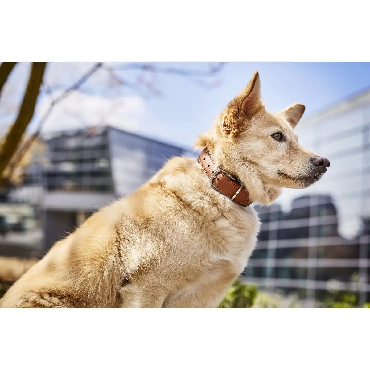 AMICI Cognac - Stilvolles Nappa-Halsband für modebewusste Hundefreunde