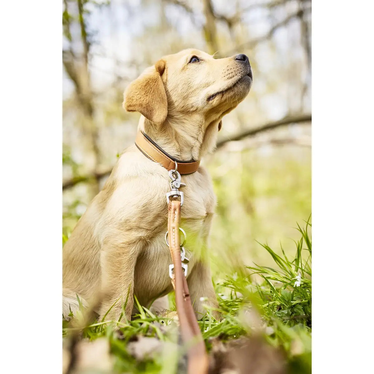 AMICI Cognac - Stilvolles Nappa-Halsband für modebewusste Hundefreunde