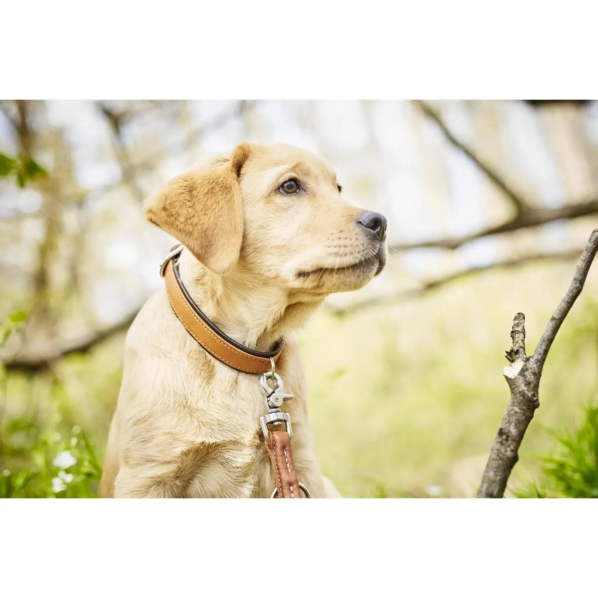 AMICI Cognac - Stilvolles Nappa-Halsband für modebewusste Hundefreunde