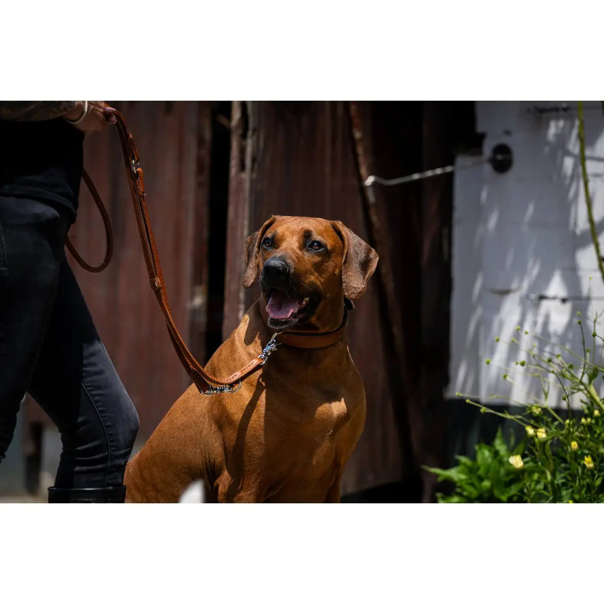 AMICI Cognac - Stilvolles Nappa-Halsband für modebewusste Hundefreunde