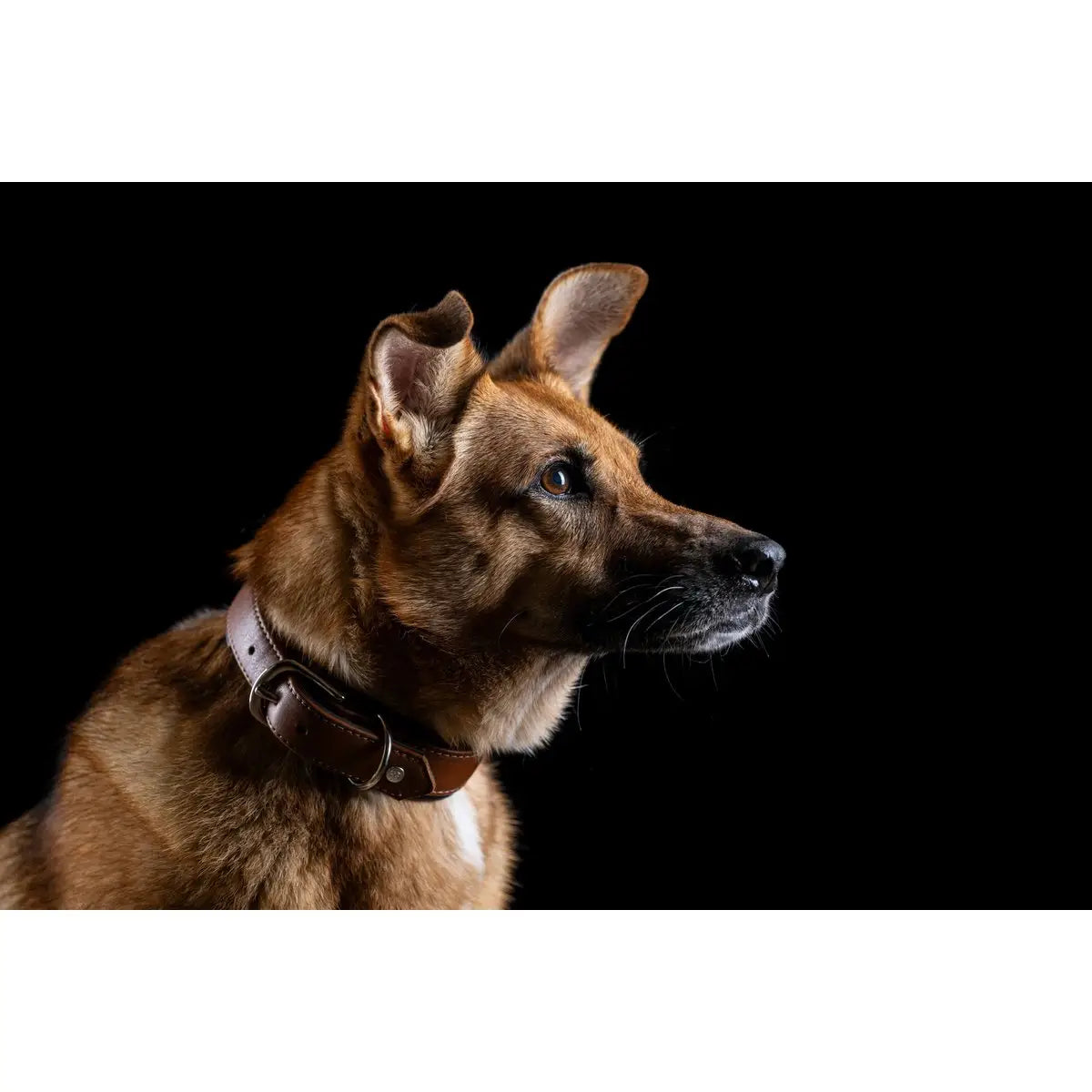 AMICI Cognac - Stilvolles Nappa-Halsband für modebewusste Hundefreunde