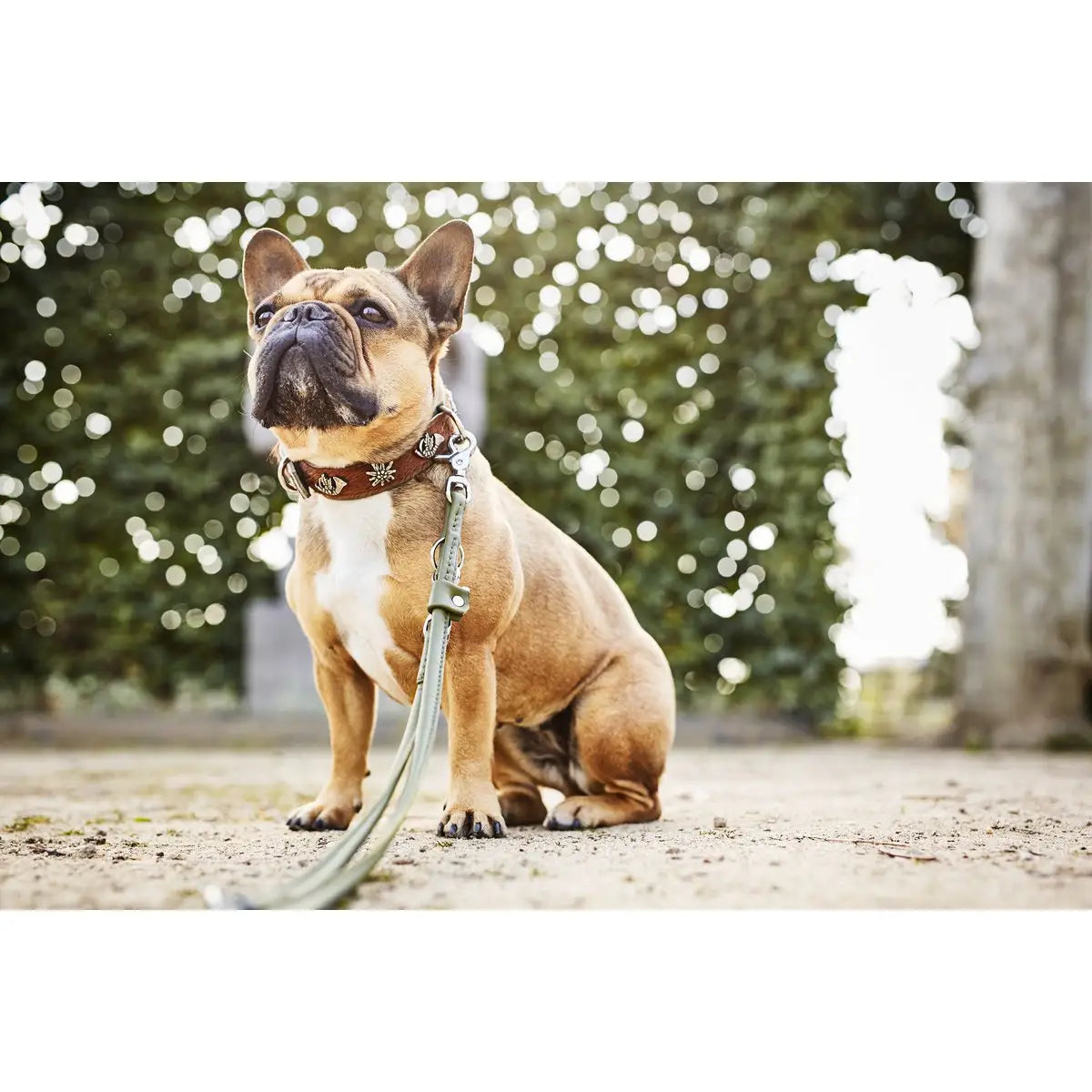AMICI Dark Green - Elegante Rundleine für modebewusste Hundefreunde