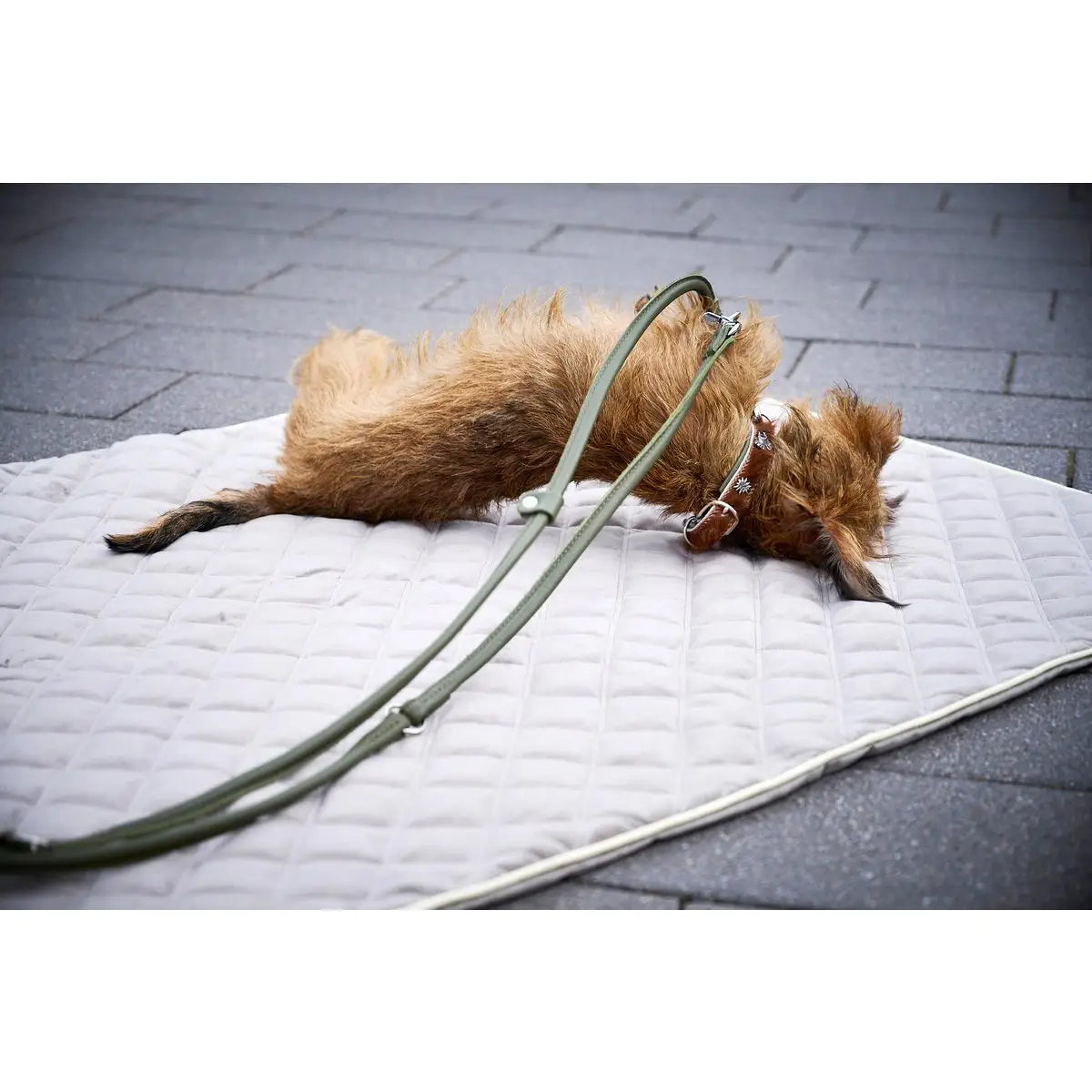AMICI Dark Green - Elegante Rundleine für modebewusste Hundefreunde