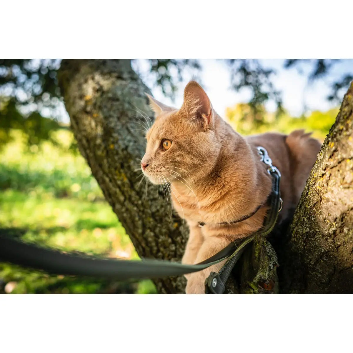 AMICI Dark Green - Elegante Rundleine für modebewusste Hundefreunde