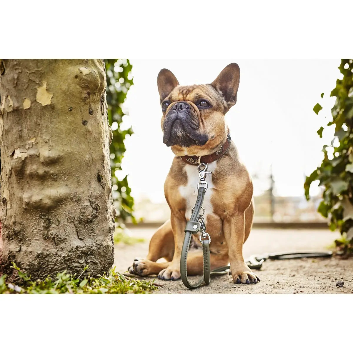 AMICI Dark Green - Elegante Rundleine für modebewusste Hundefreunde