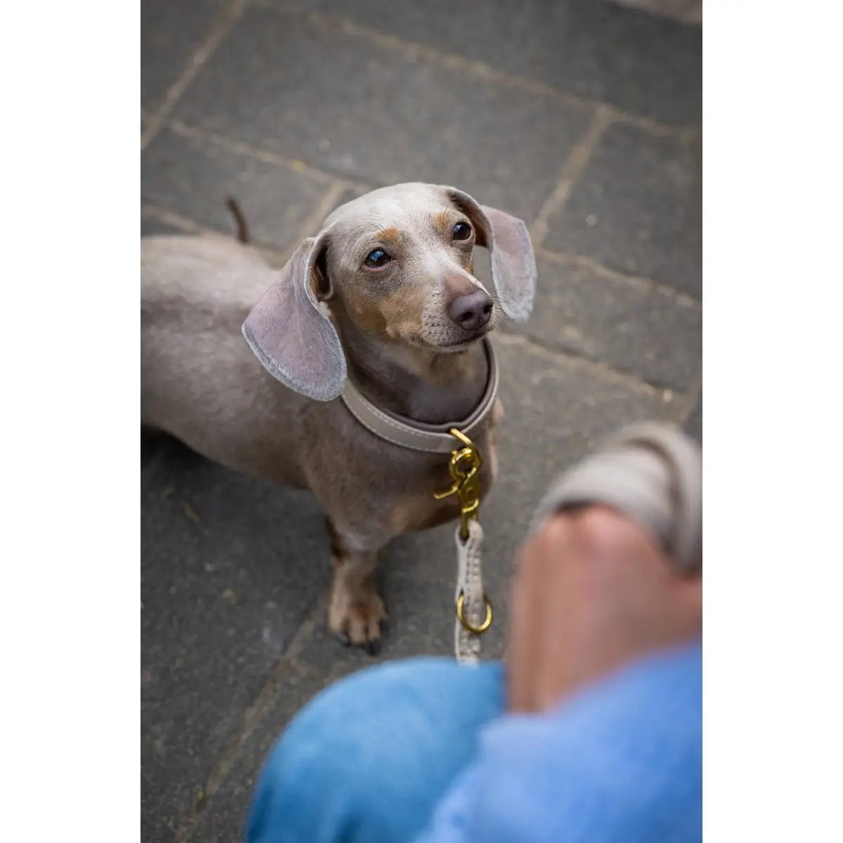 AMICI IVORY - Stilvolles Nappa-Halsband für modebewusste Hundefreunde
