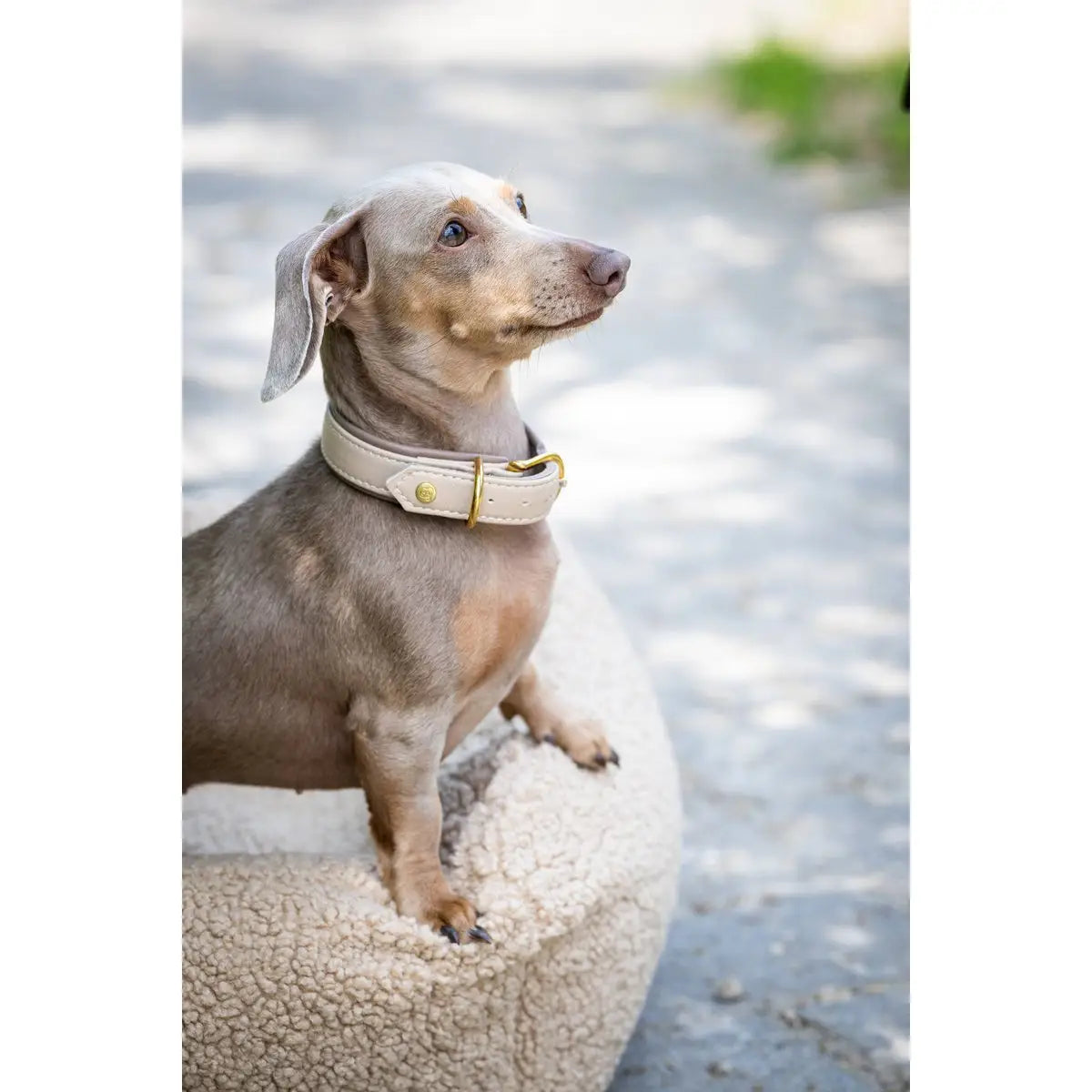 AMICI IVORY - Stilvolles Nappa-Halsband für modebewusste Hundefreunde