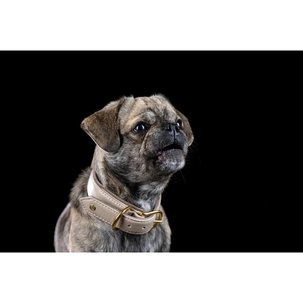AMICI IVORY - Stilvolles Nappa-Halsband für modebewusste Hundefreunde