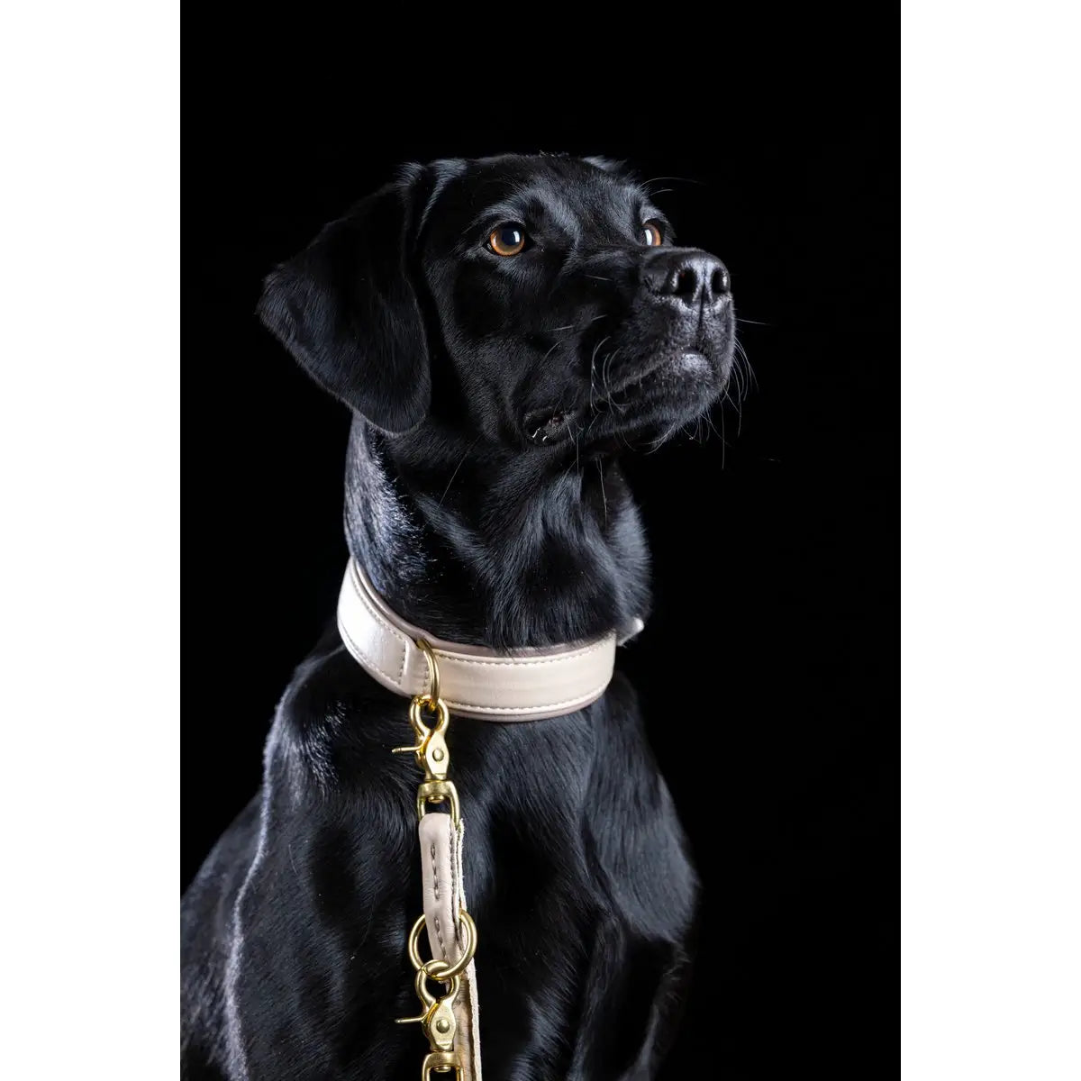 AMICI IVORY - Stilvolles Nappa-Halsband für modebewusste Hundefreunde