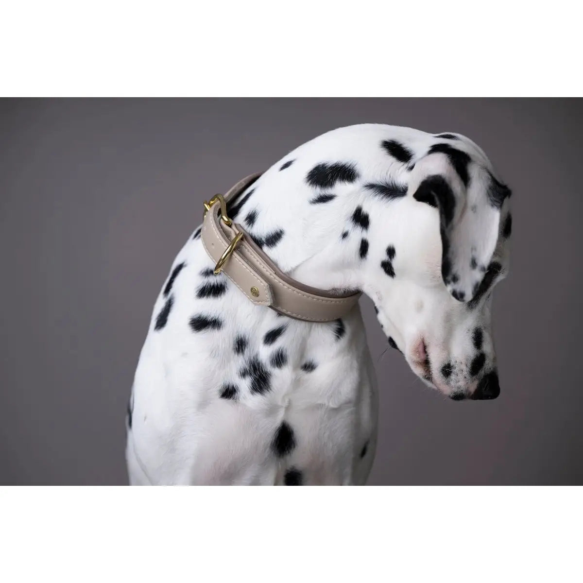 AMICI IVORY - Stilvolles Nappa-Halsband für modebewusste Hundefreunde