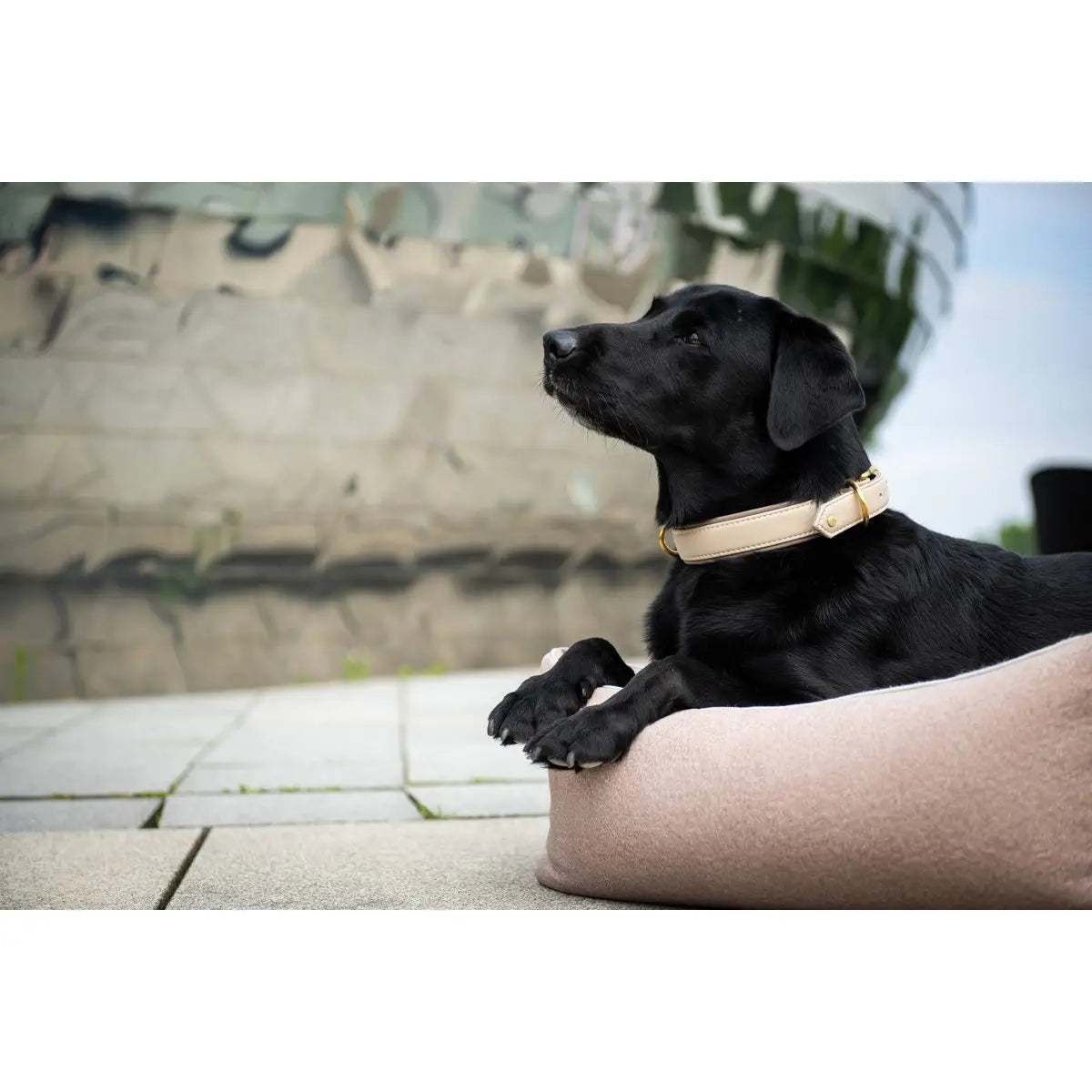 AMICI IVORY - Stilvolles Nappa-Halsband für modebewusste Hundefreunde