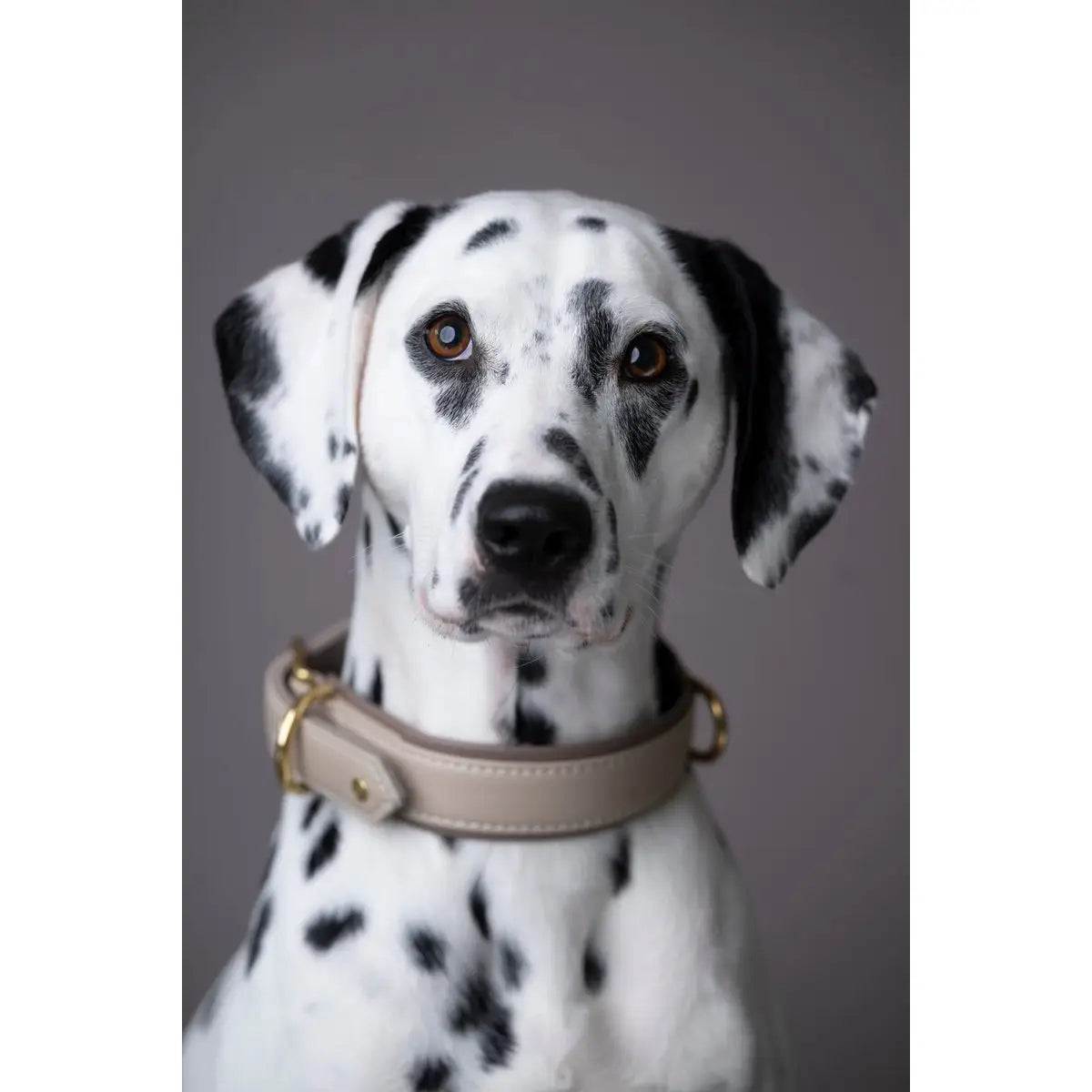 AMICI IVORY - Stilvolles Nappa-Halsband für modebewusste Hundefreunde