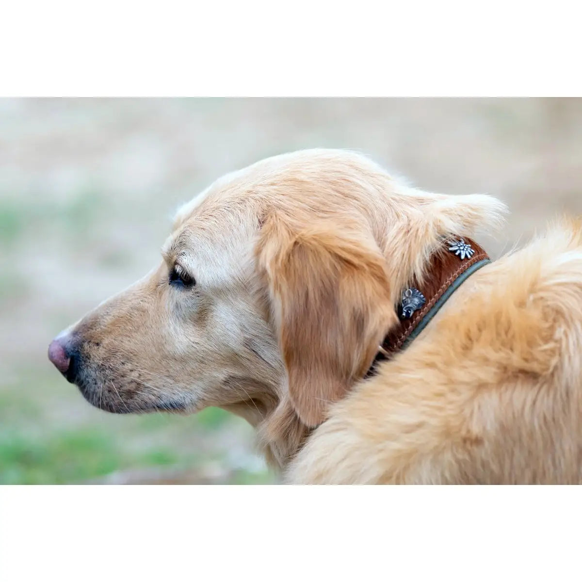 BAVARIA - Exklusives Hundehalsband im aufregenden Material-Mix