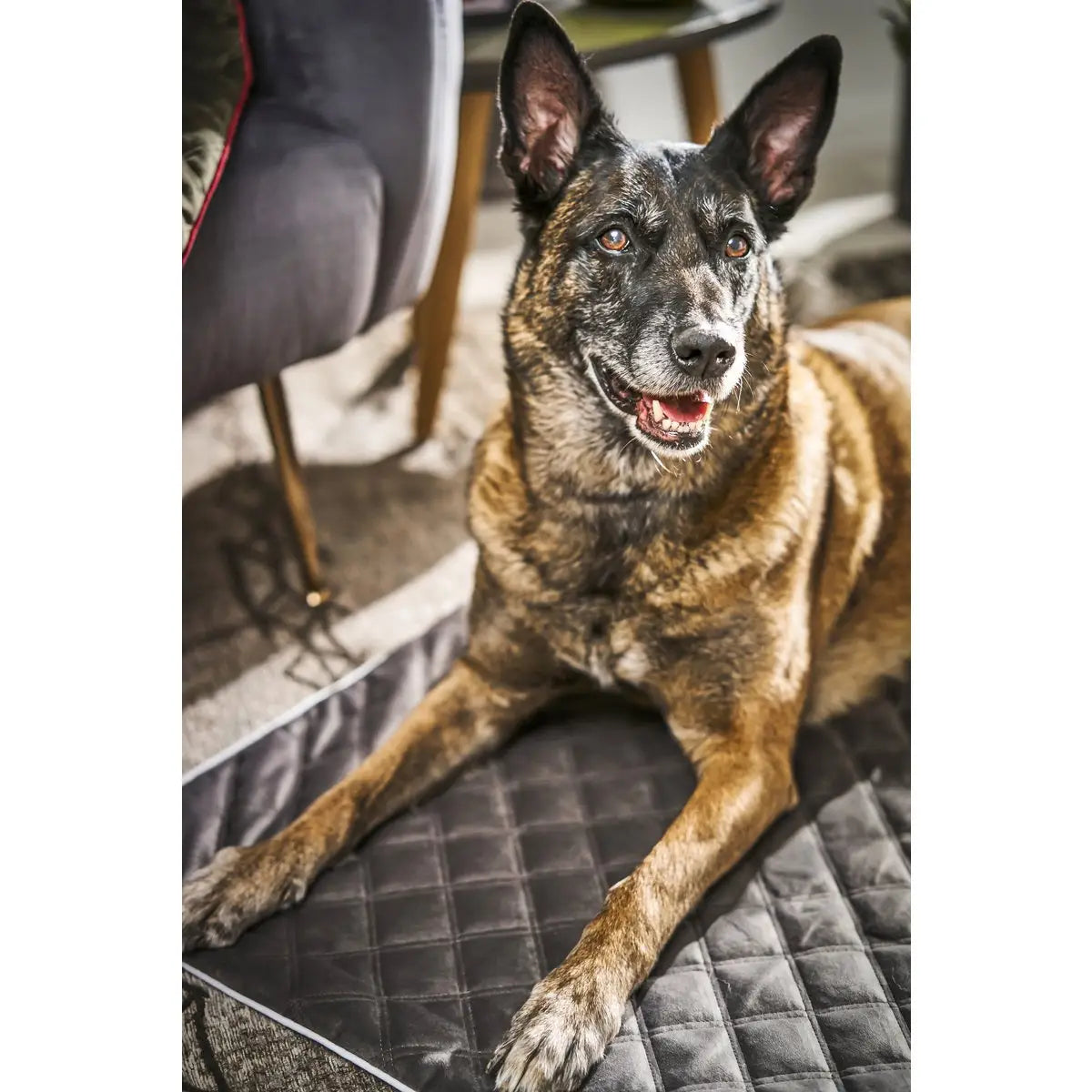 Decke OXFORD Stone - strapazierfähige Hundedecke in edler Samtoptik