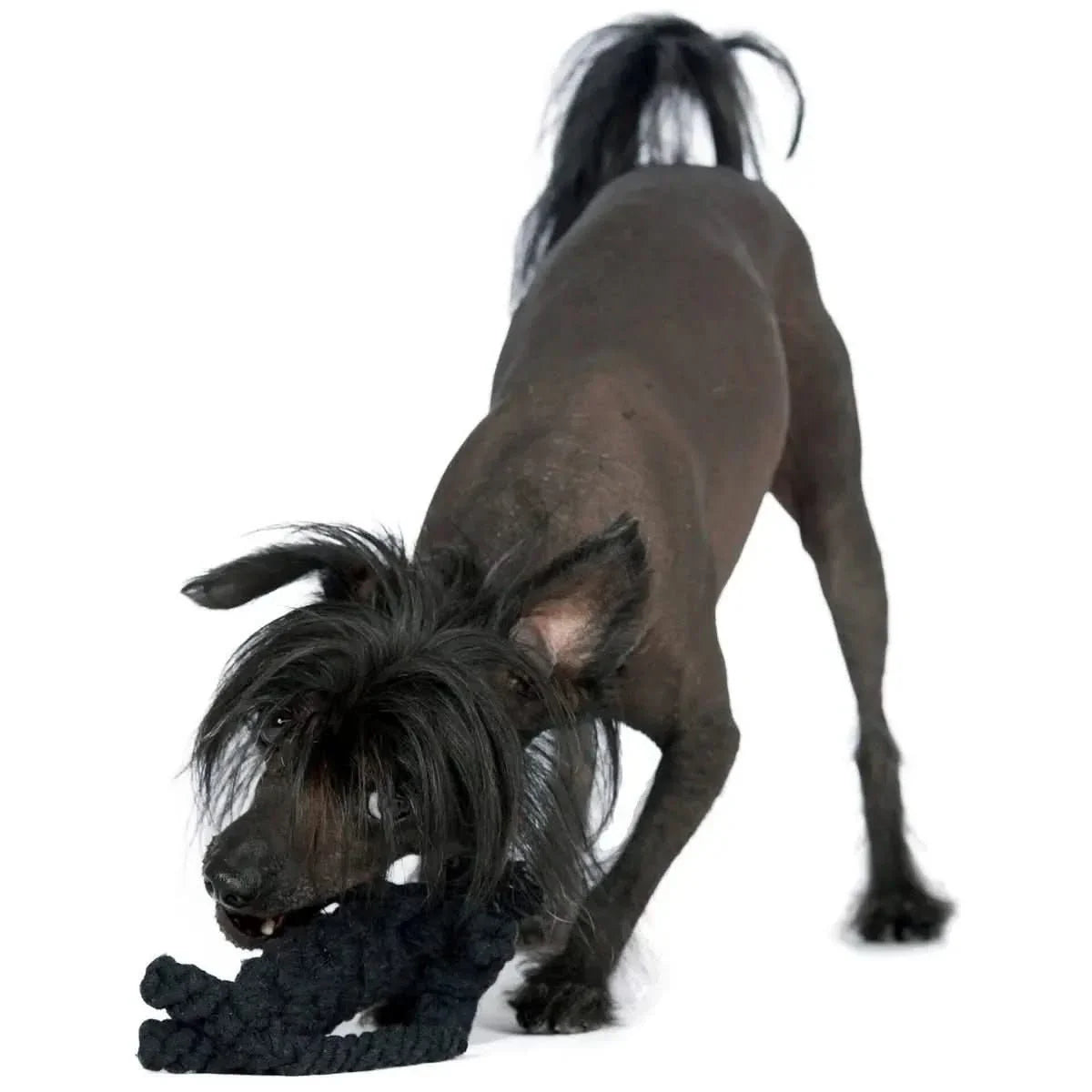 Kater Casanova - Kult-Spielzeug für Hunde