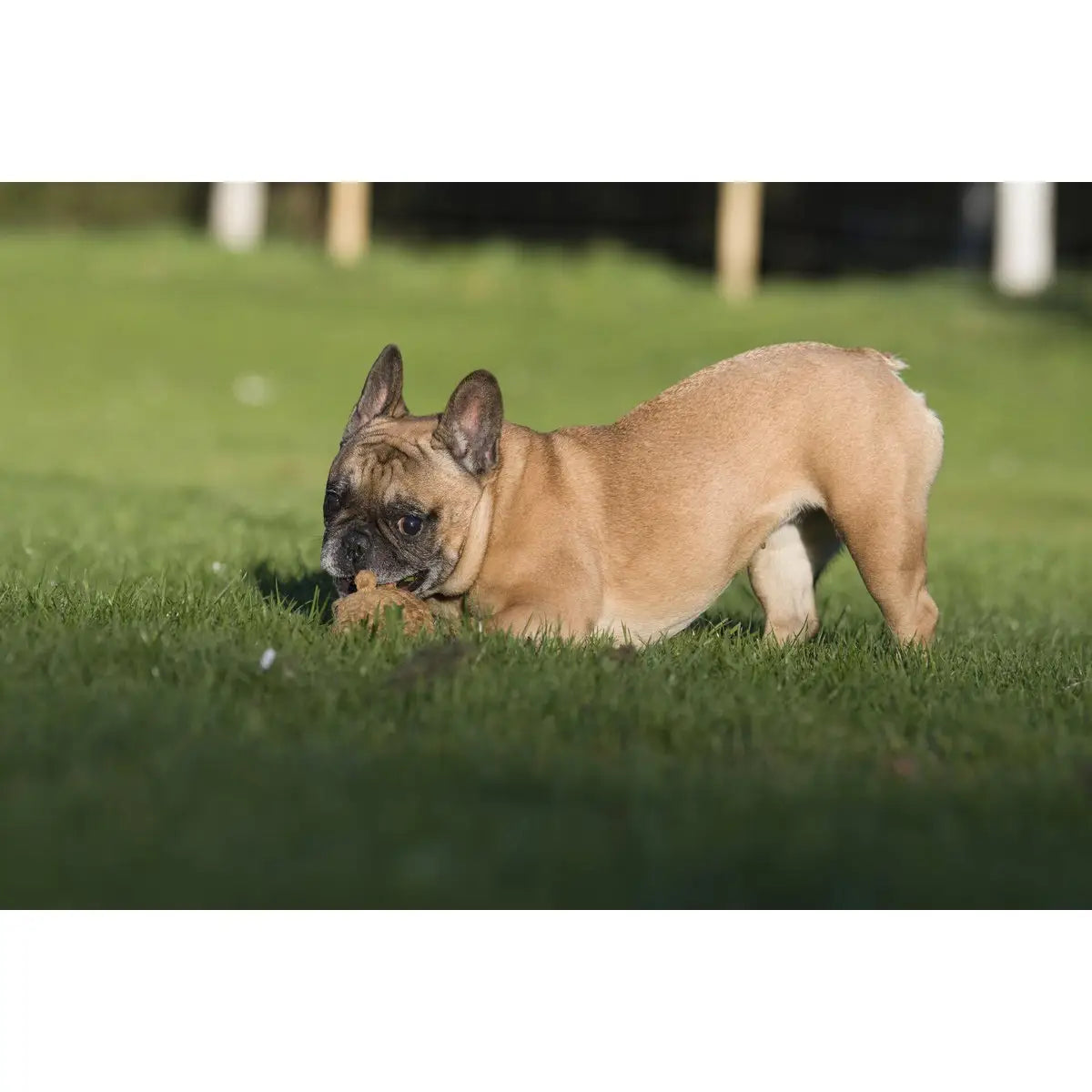 LABONI Farm - Spielzeug-Set für Hunde