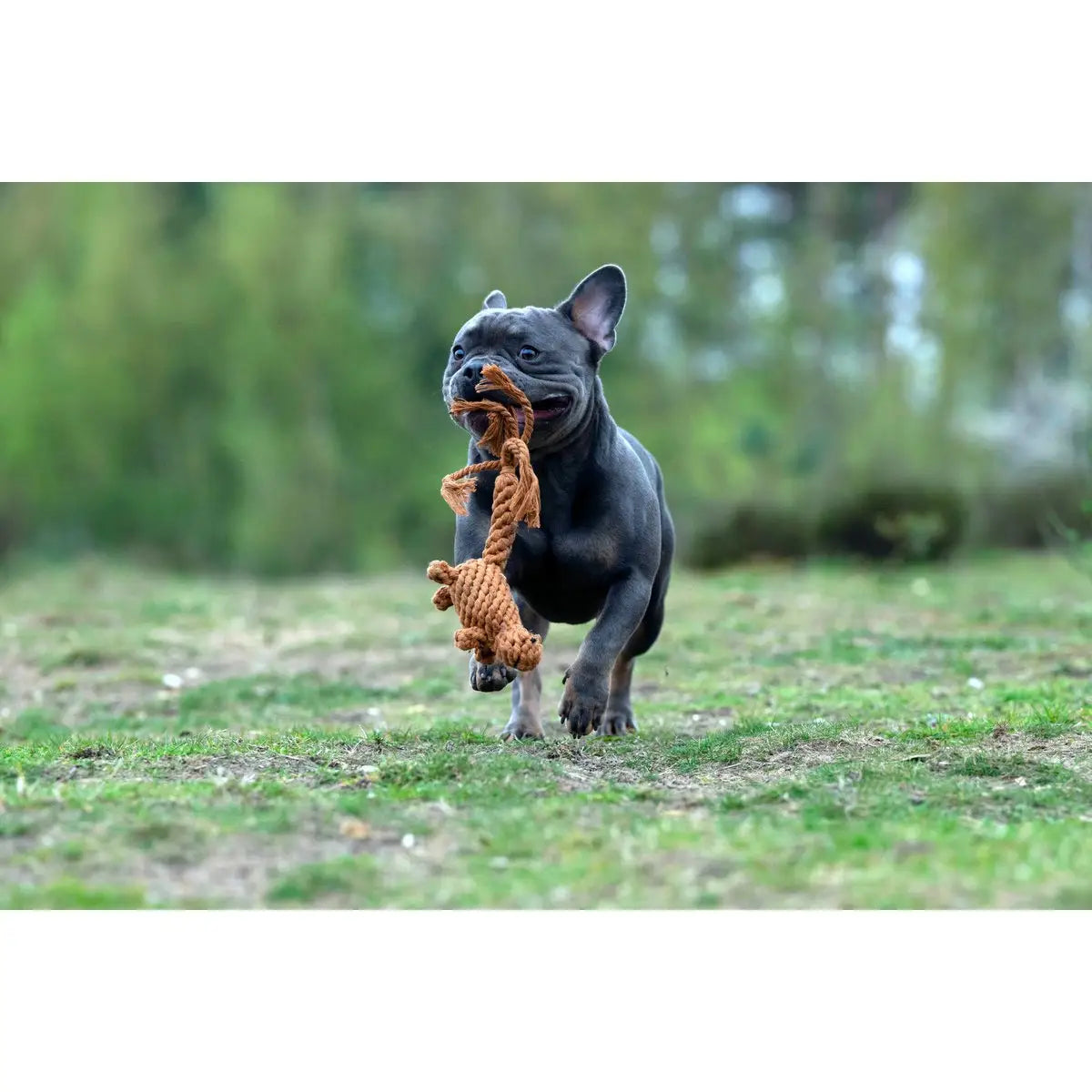 LABONI Farm - Spielzeug-Set für Hunde