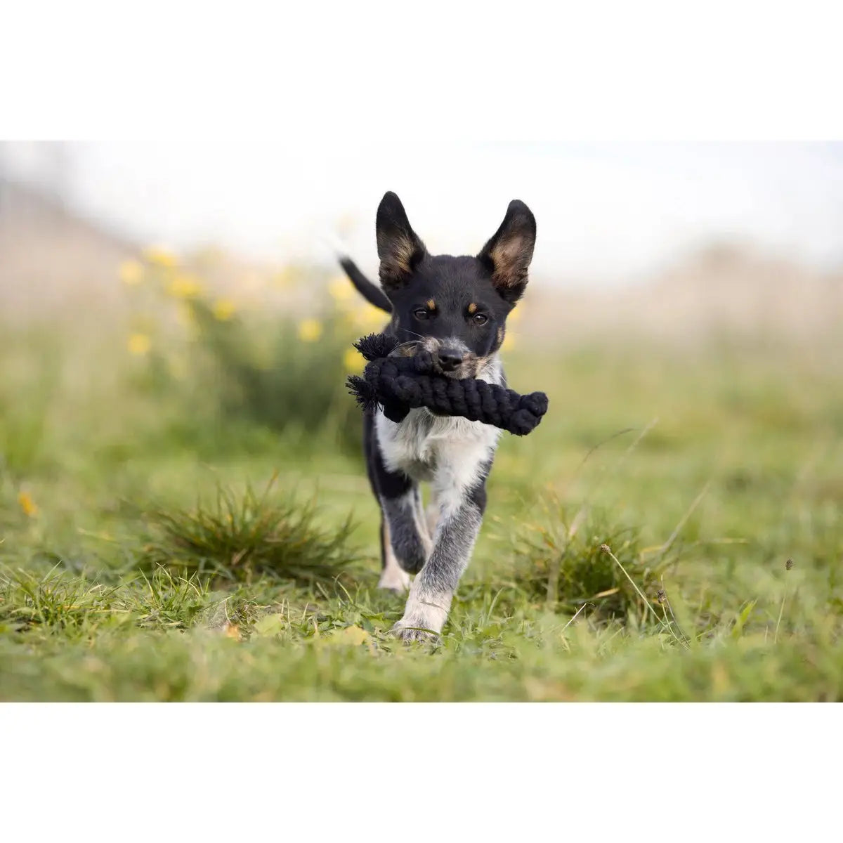 LABONI Farm - Spielzeug-Set für Hunde