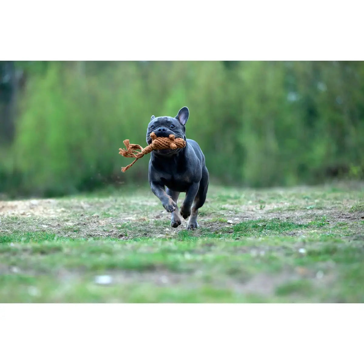 LABONI Farm - Spielzeug-Set für Hunde