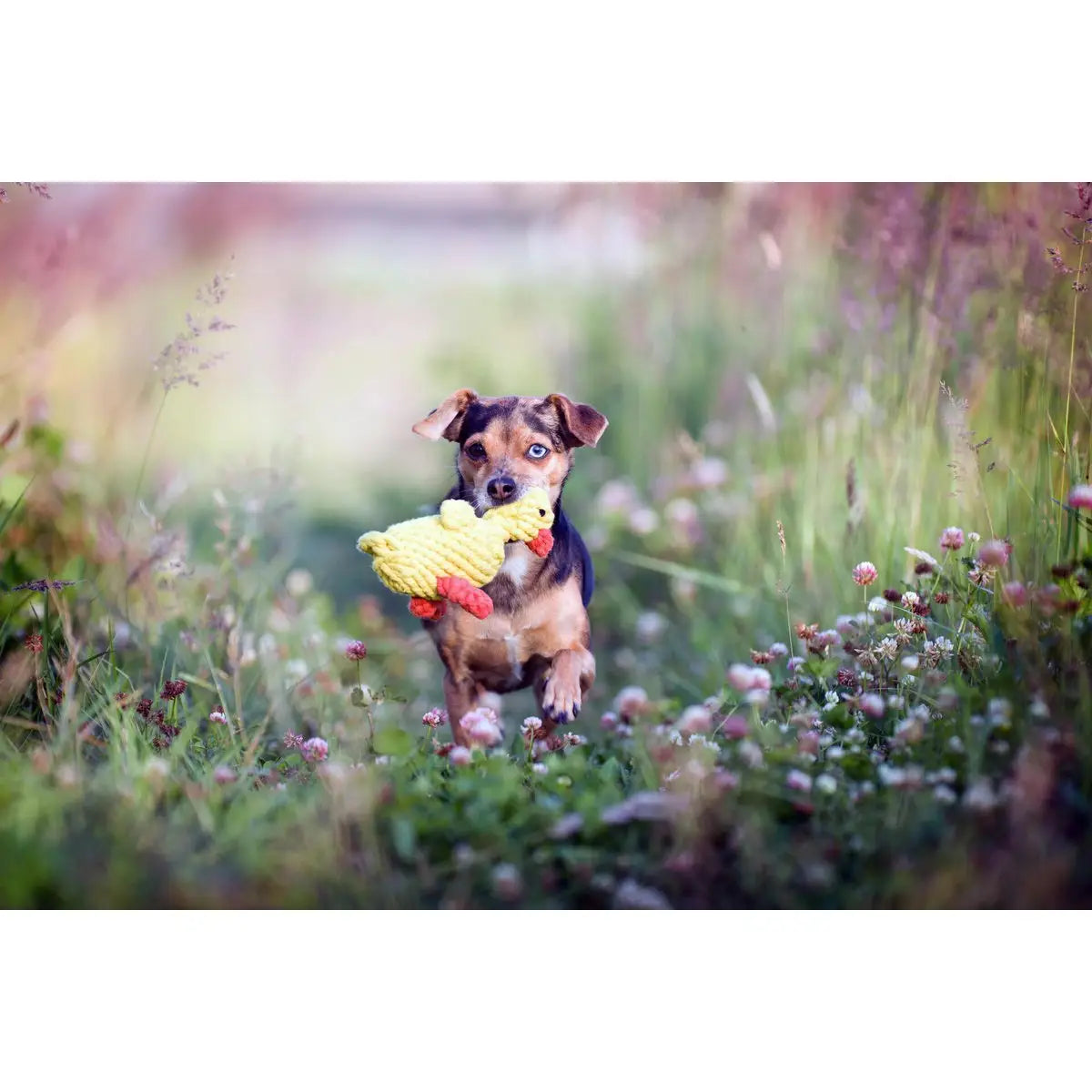 LABONI Farm - Spielzeug-Set für Hunde
