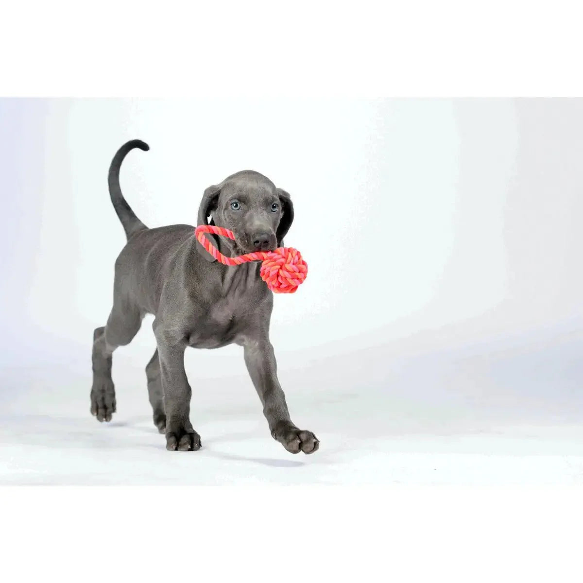 Mini Schleuderball - Kult-Spielzeug für Hunde