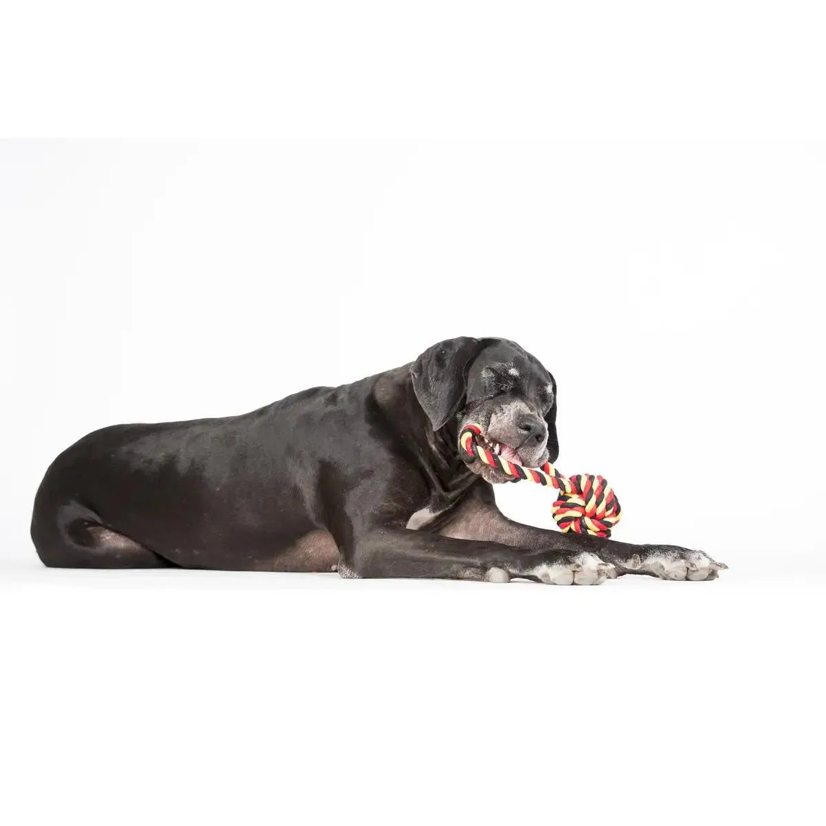 National Schleuderball - Kult-Spielzeug für Hunde