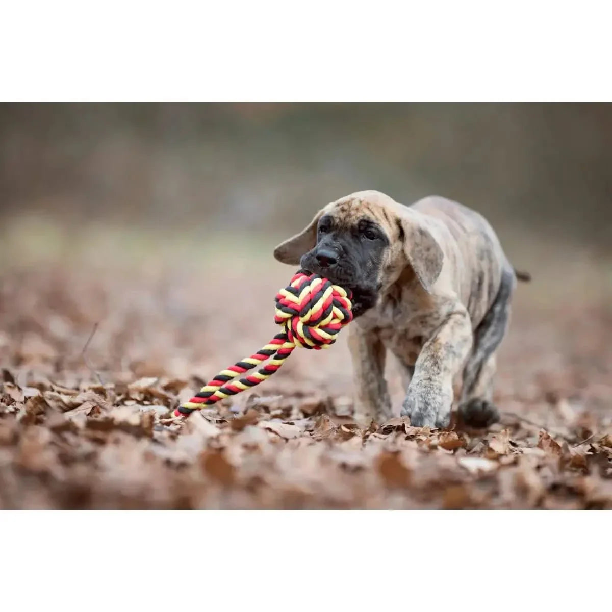 National Schleuderball - Kult-Spielzeug für Hunde