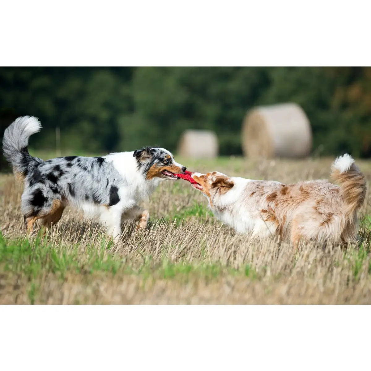 Paulchen Peace - Kult-Spielzeug für Hunde