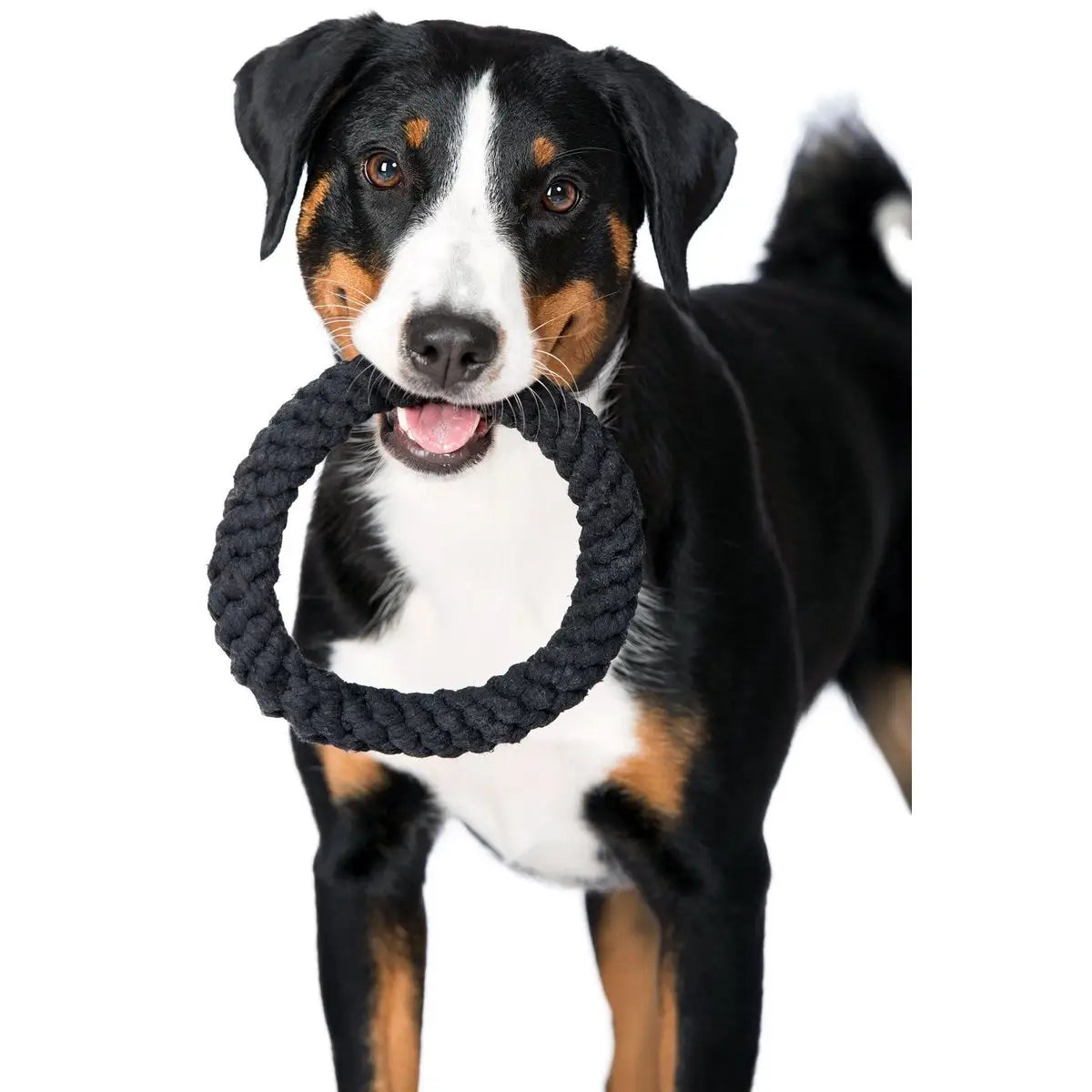 Ringo Ring - Kult-Spielzeug für Hunde