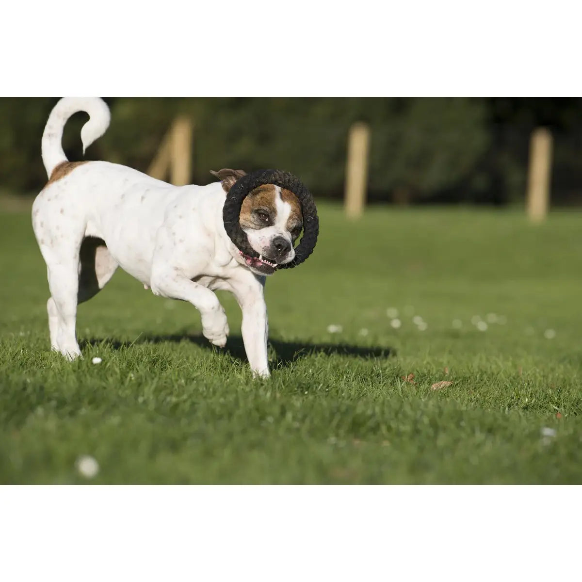 Ringo Ring - Kult-Spielzeug für Hunde