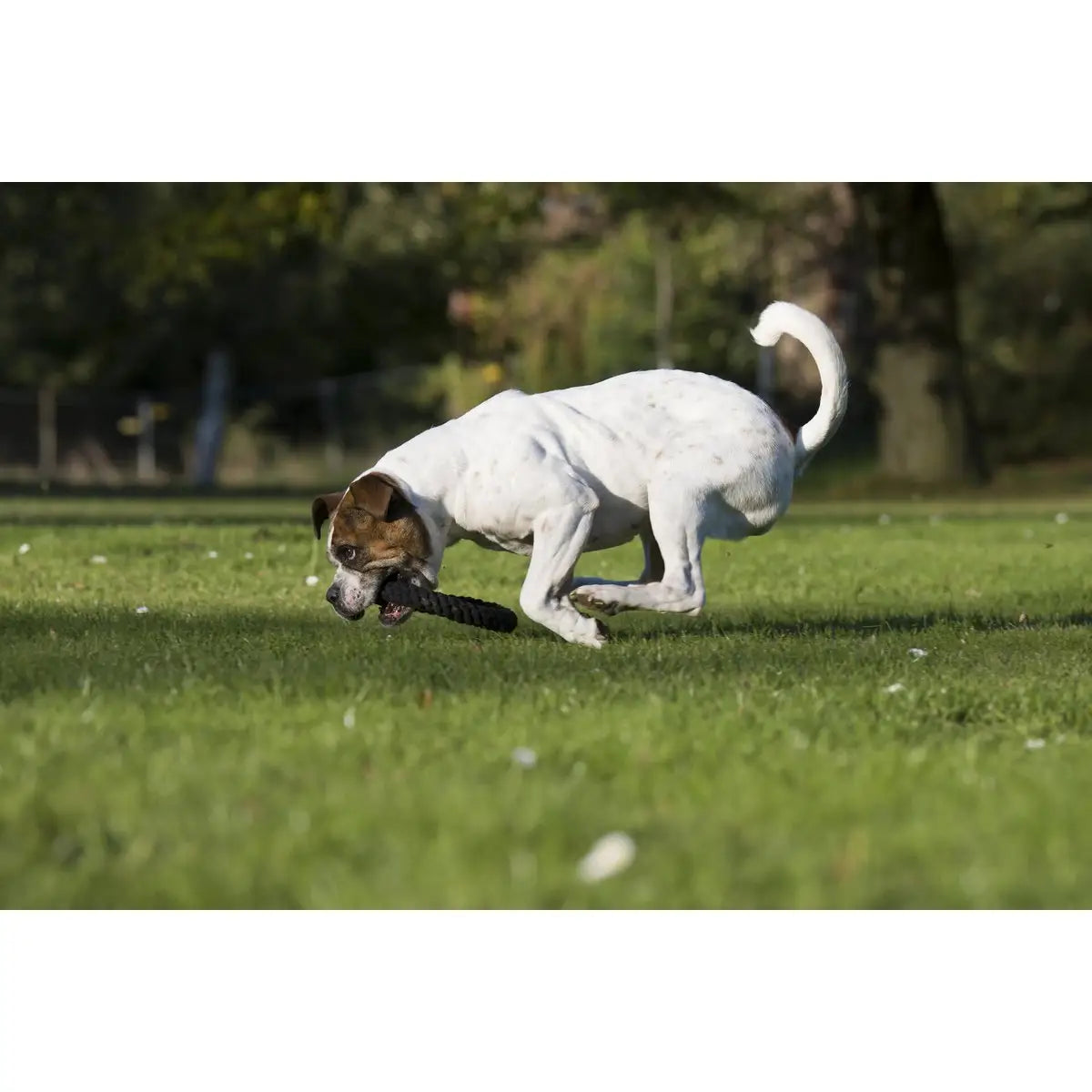 Ringo Ring - Kult-Spielzeug für Hunde