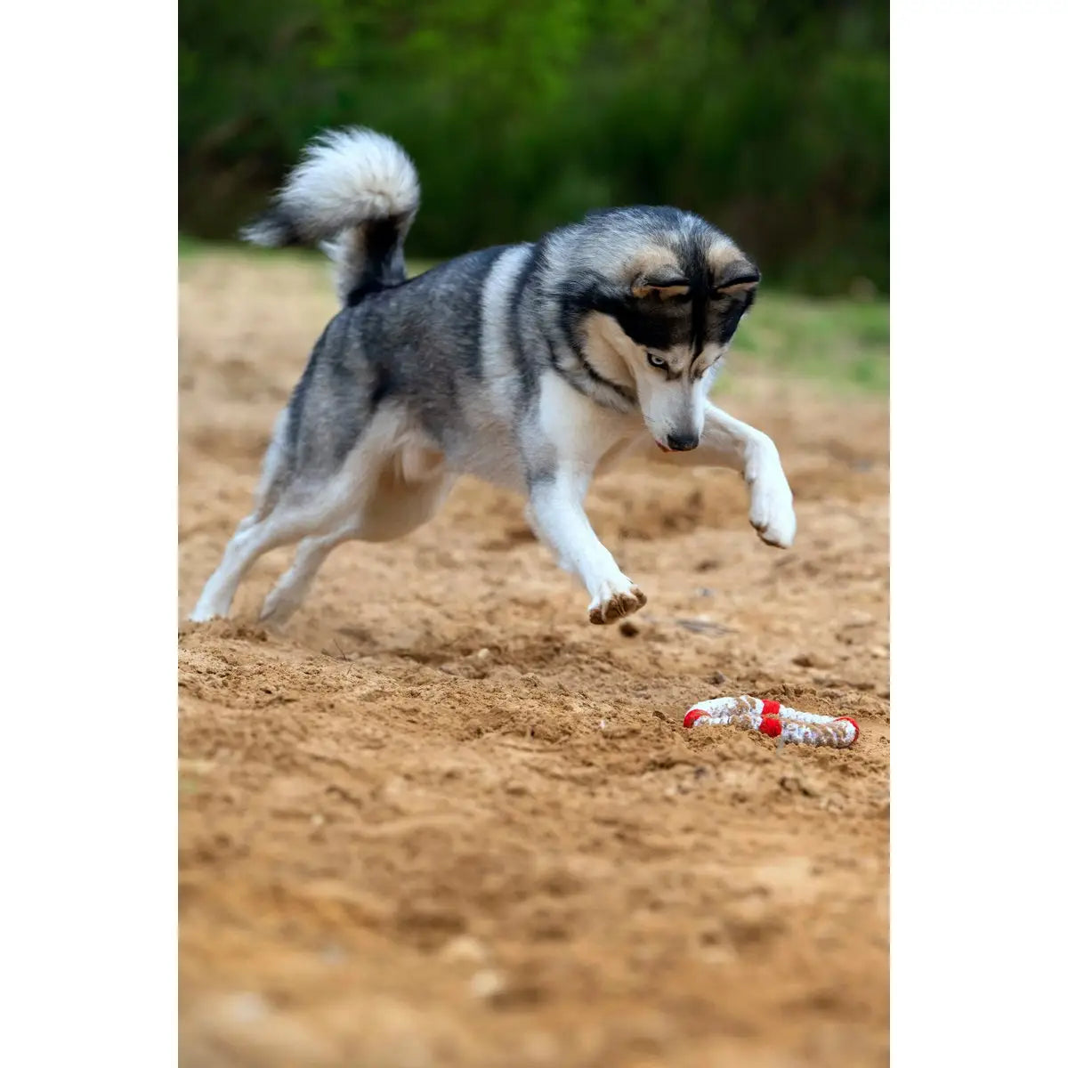Rita Rettungsring - Kult-Spielzeug für Hunde