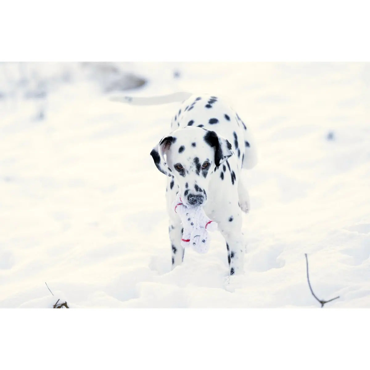 Shawn der Schneemann - Kult-Spielzeug für Hunde
