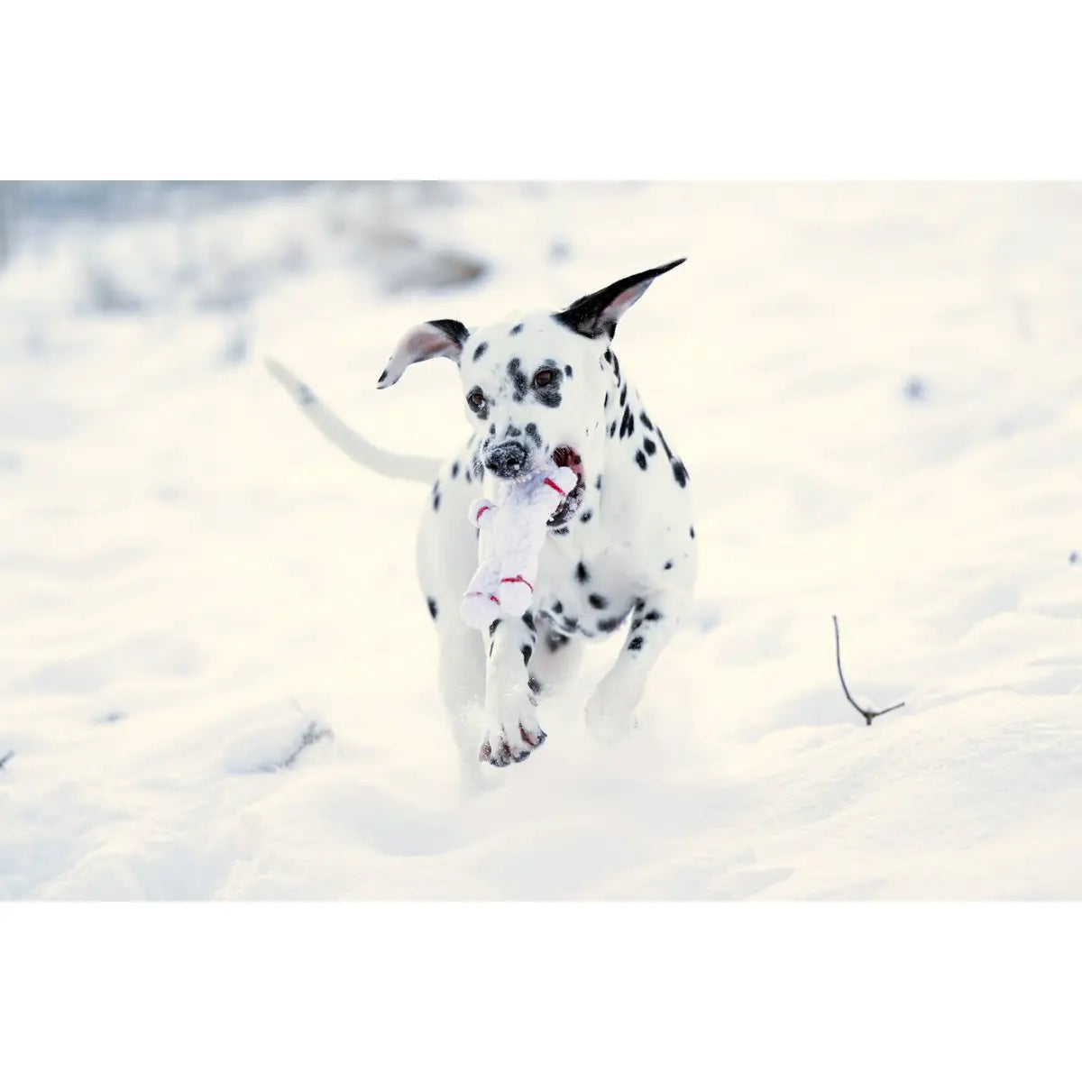 Shawn der Schneemann - Kult-Spielzeug für Hunde