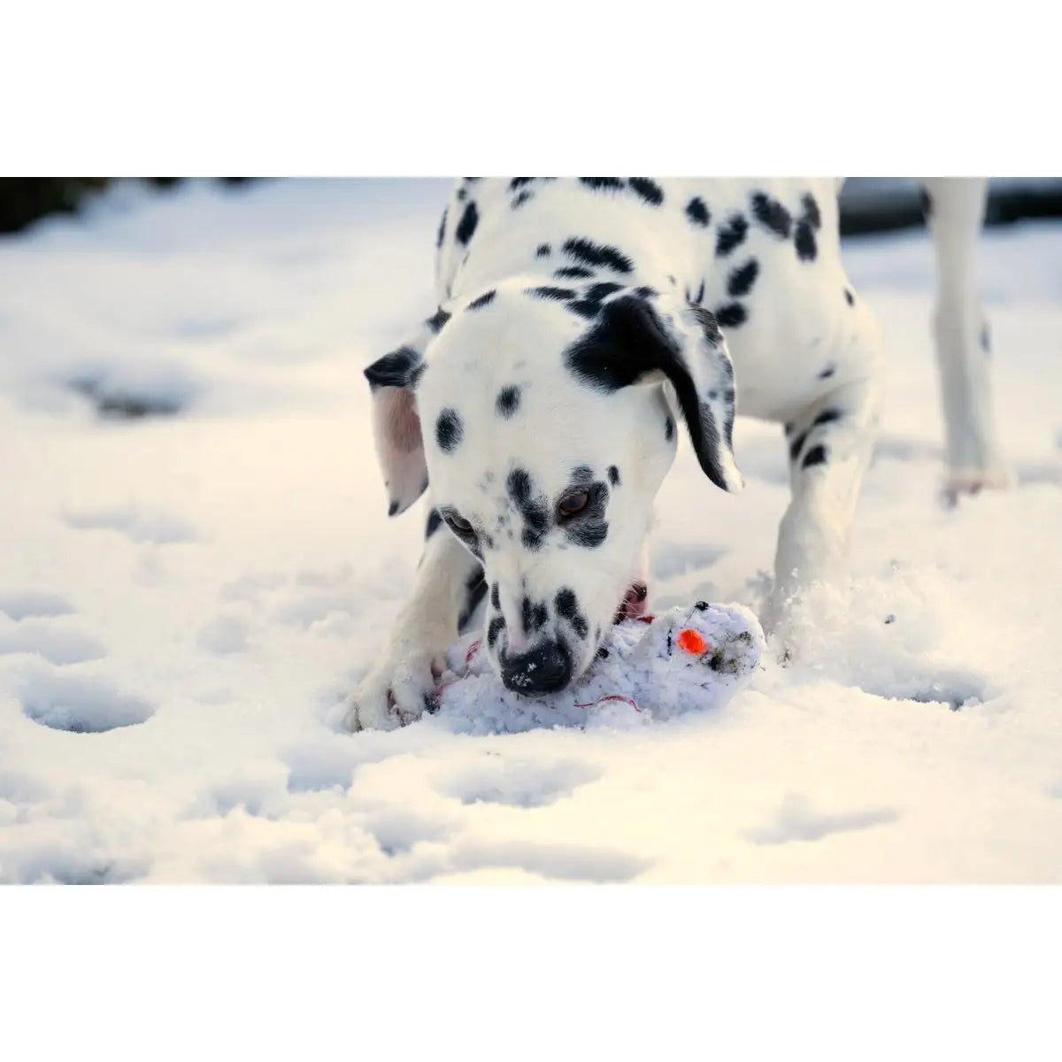 Shawn der Schneemann - Kult-Spielzeug für Hunde