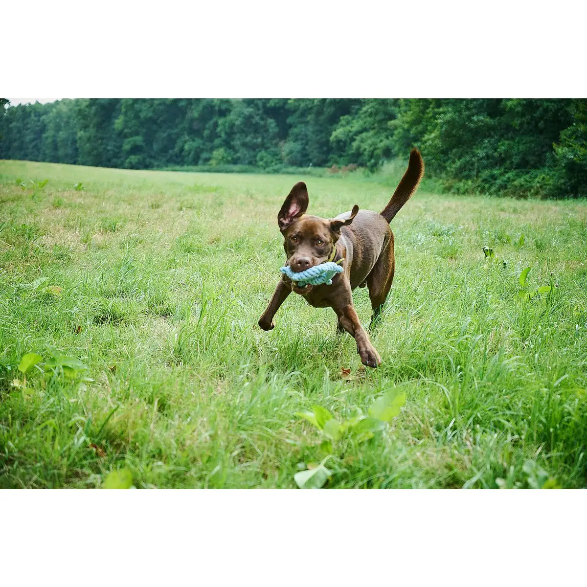 Skipper - Kult-Spielzeug für Hunde