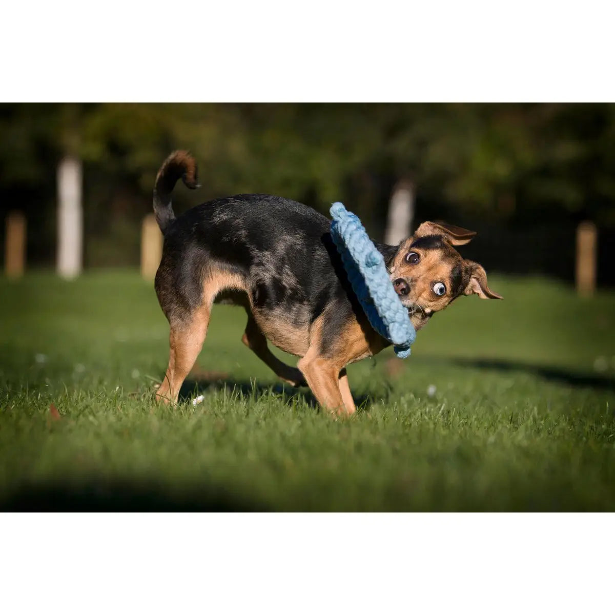 Skipper - Kult-Spielzeug für Hunde