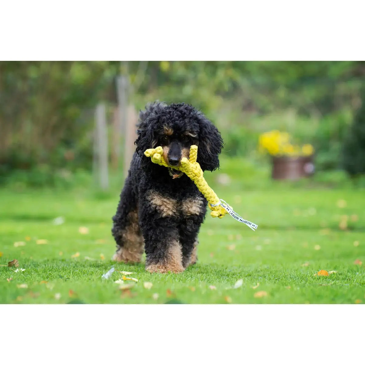 Summer Safari - Spielzeug-Set für Hunde