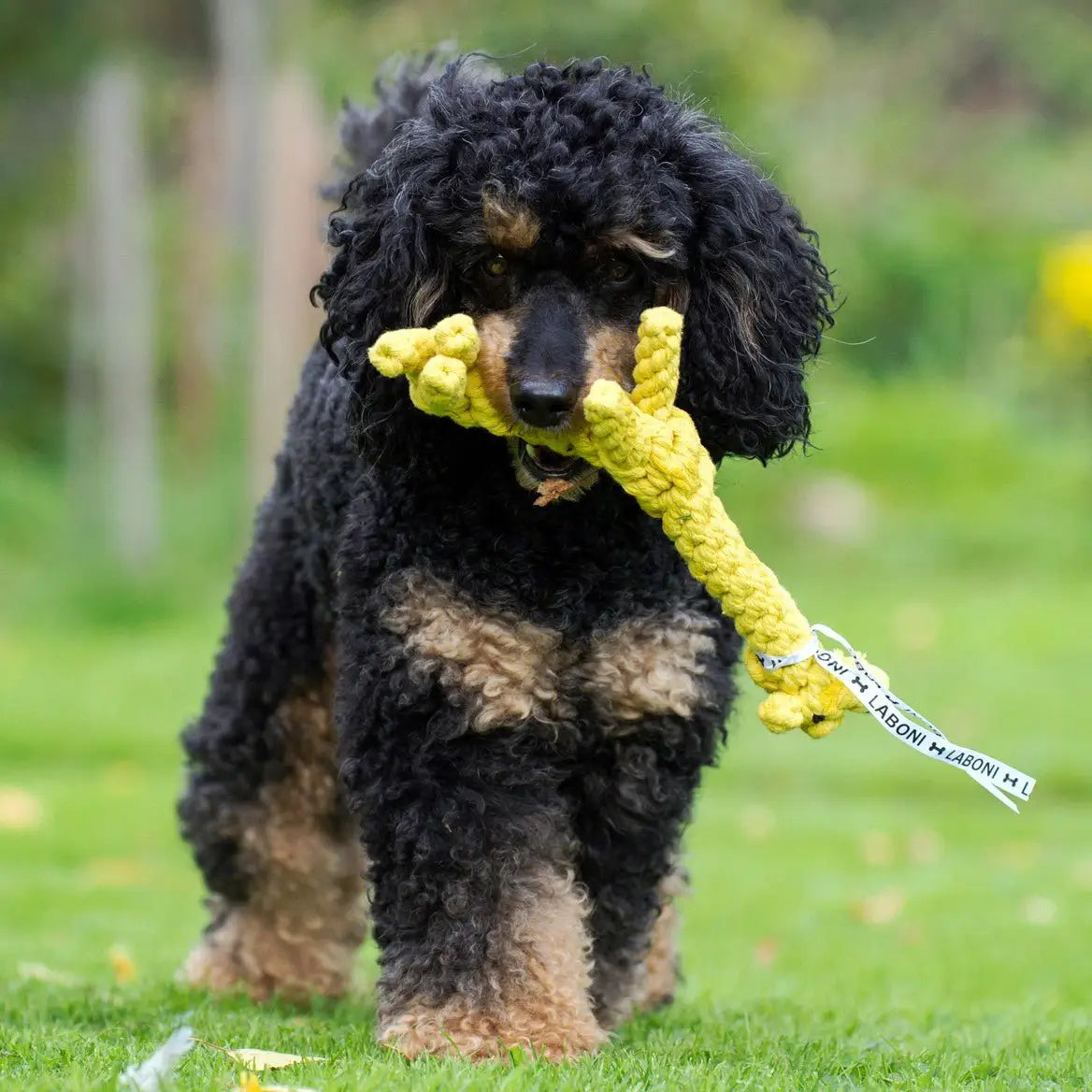 Summer Safari - Spielzeug-Set für Hunde