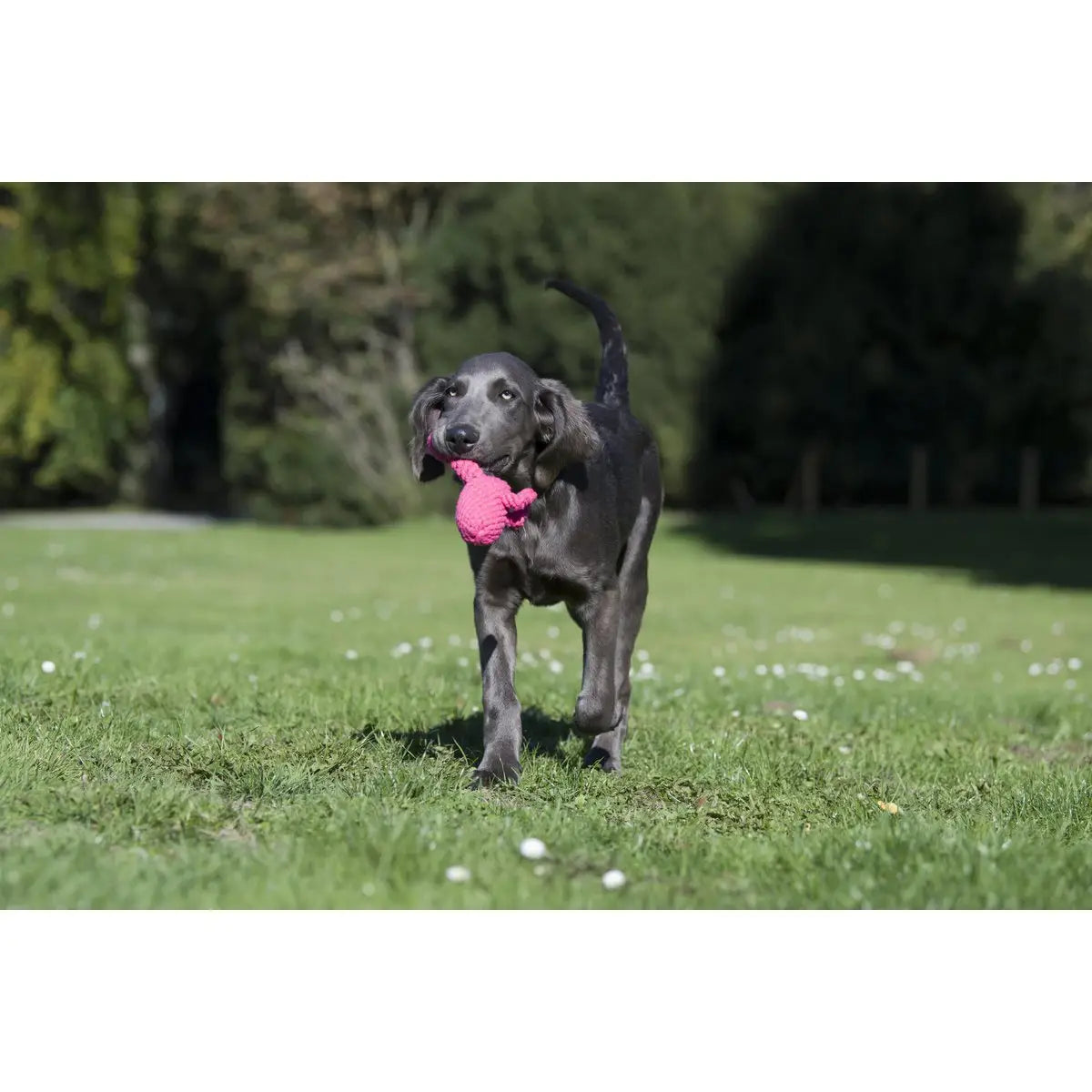 Summer Safari - Spielzeug-Set für Hunde