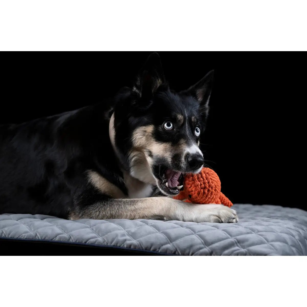 Thaddäus Tintenfisch - Kult-Spielzeug für Hunde