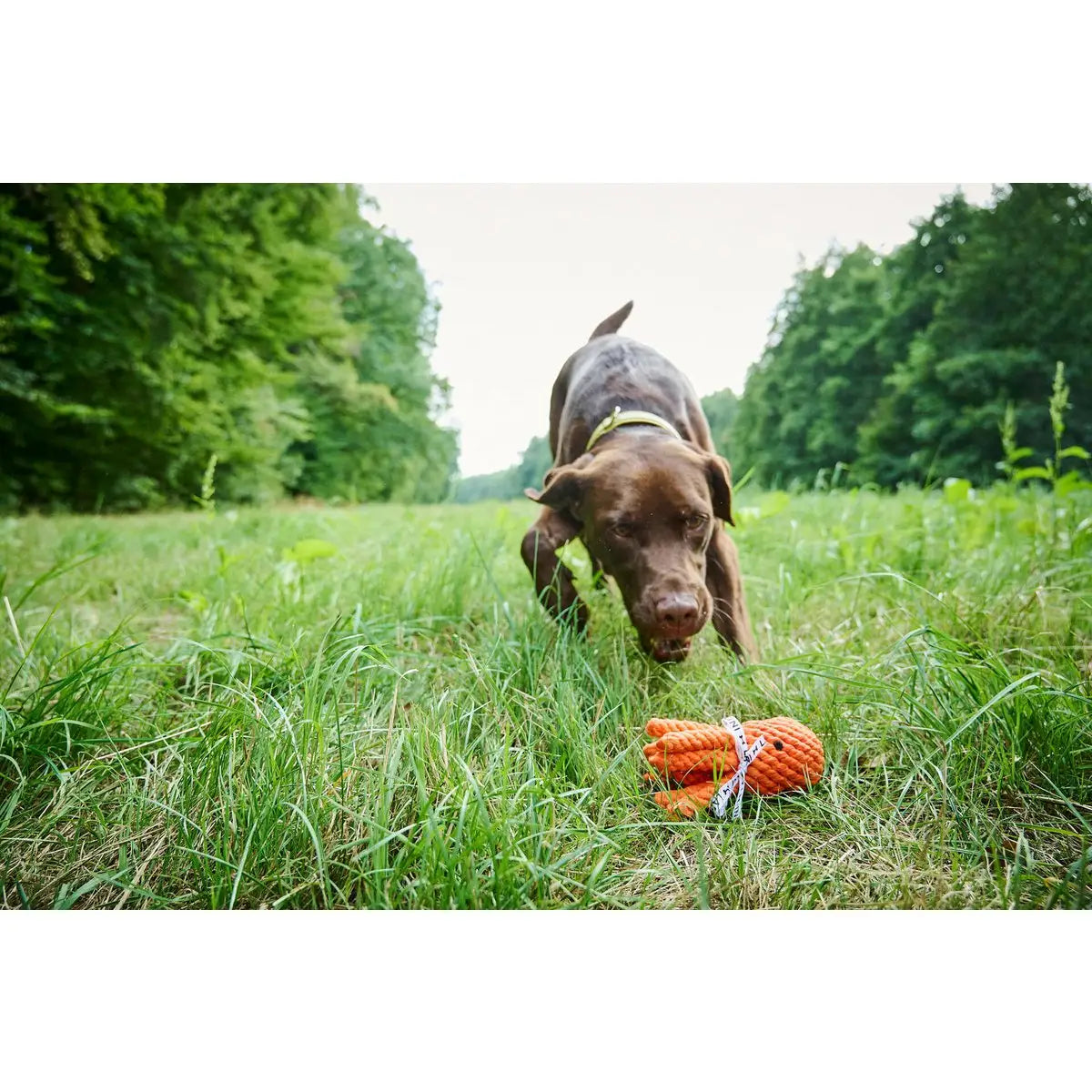 Thaddäus Tintenfisch - Kult-Spielzeug für Hunde