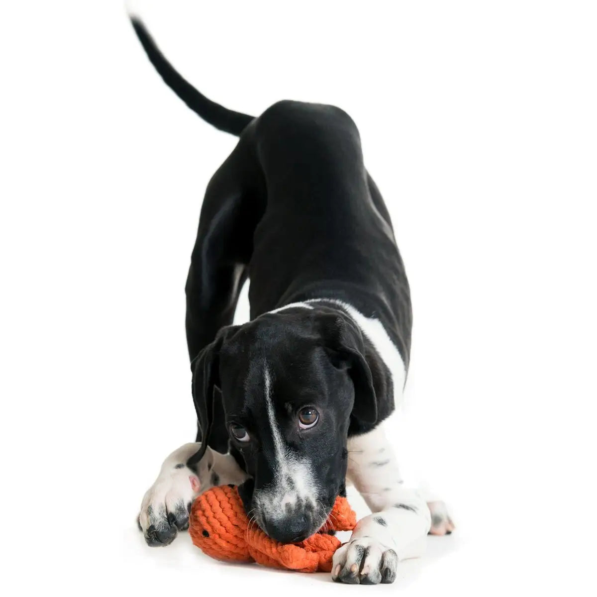 Thaddäus Tintenfisch - Kult-Spielzeug für Hunde