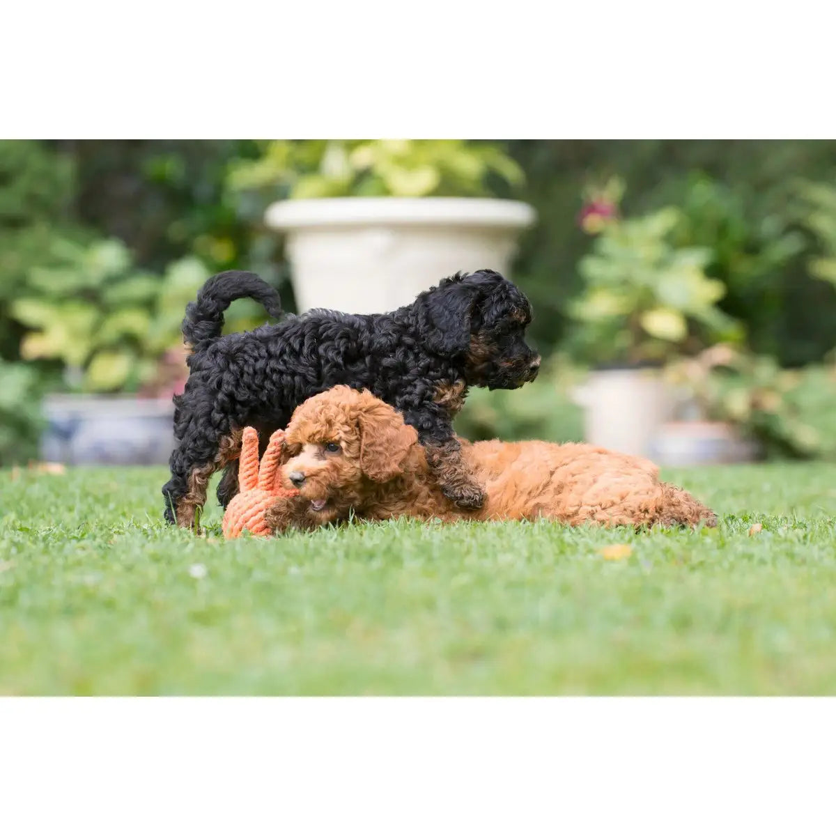 Thaddäus Tintenfisch - Kult-Spielzeug für Hunde